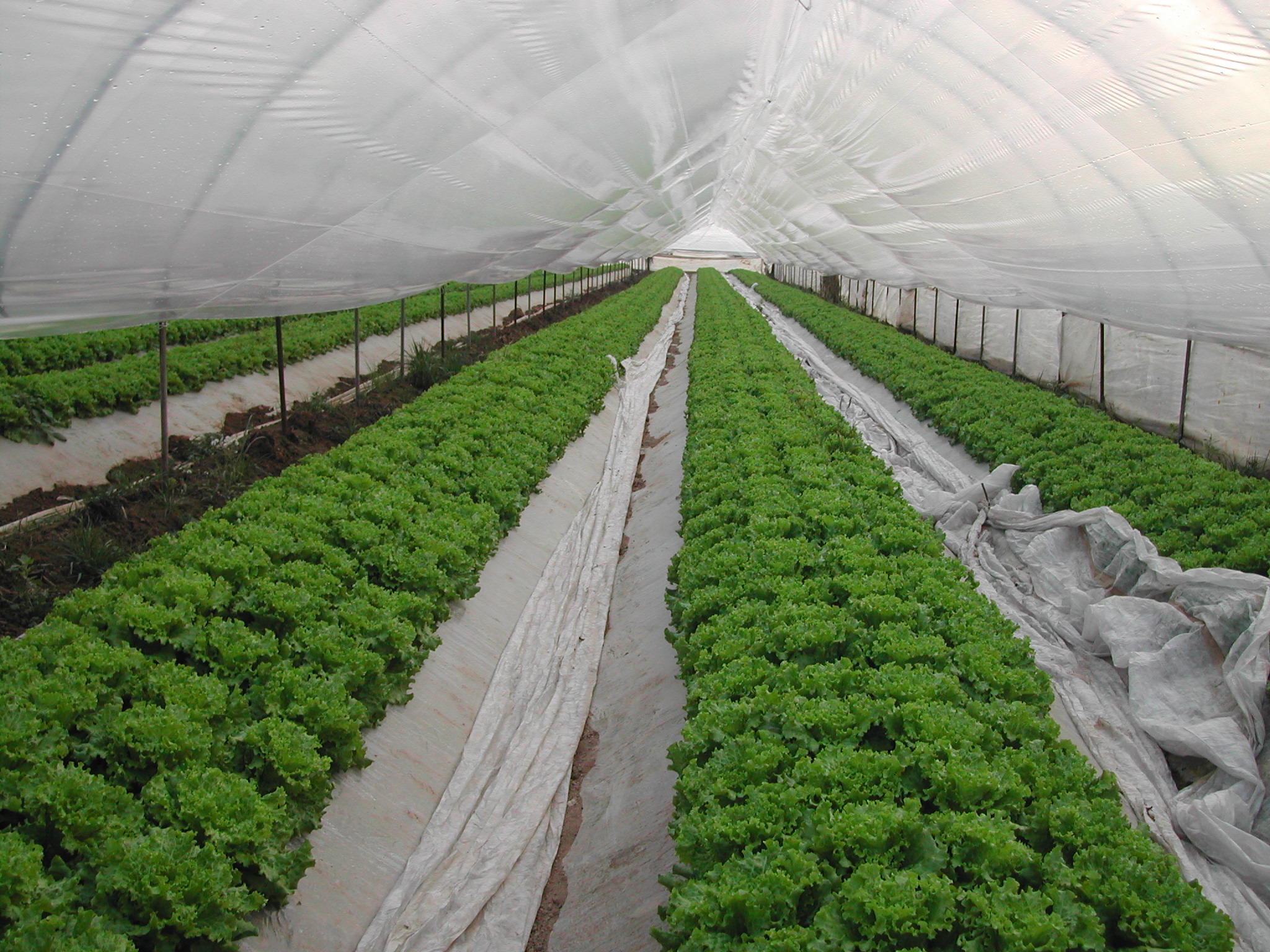 4-coltura-invernale-di-insalata-a-cespo-coltivata-con-BioAksxter.JPG