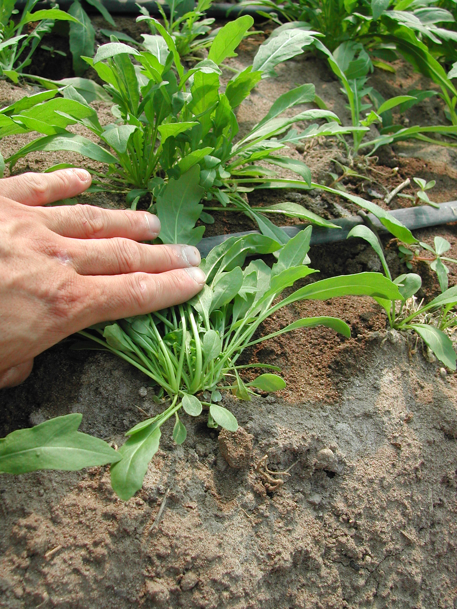 4-come-risolvere-il-fusarium-su-rucola-con-BioAksxter.JPG