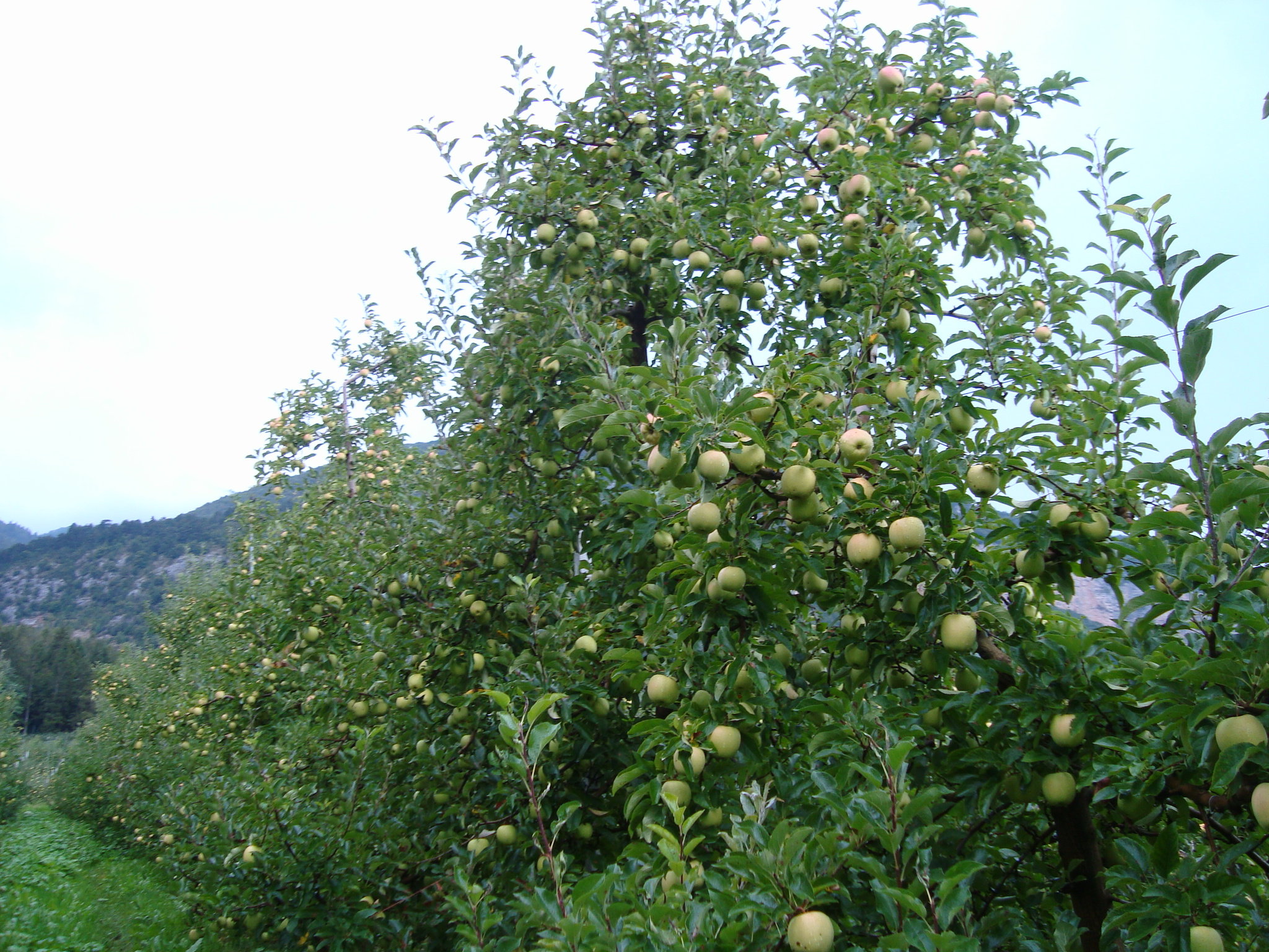 4-frutteto-produttivo-con-BioAksxter.JPG 4-frutteto-produttivo-con-BioAksxter.JPG