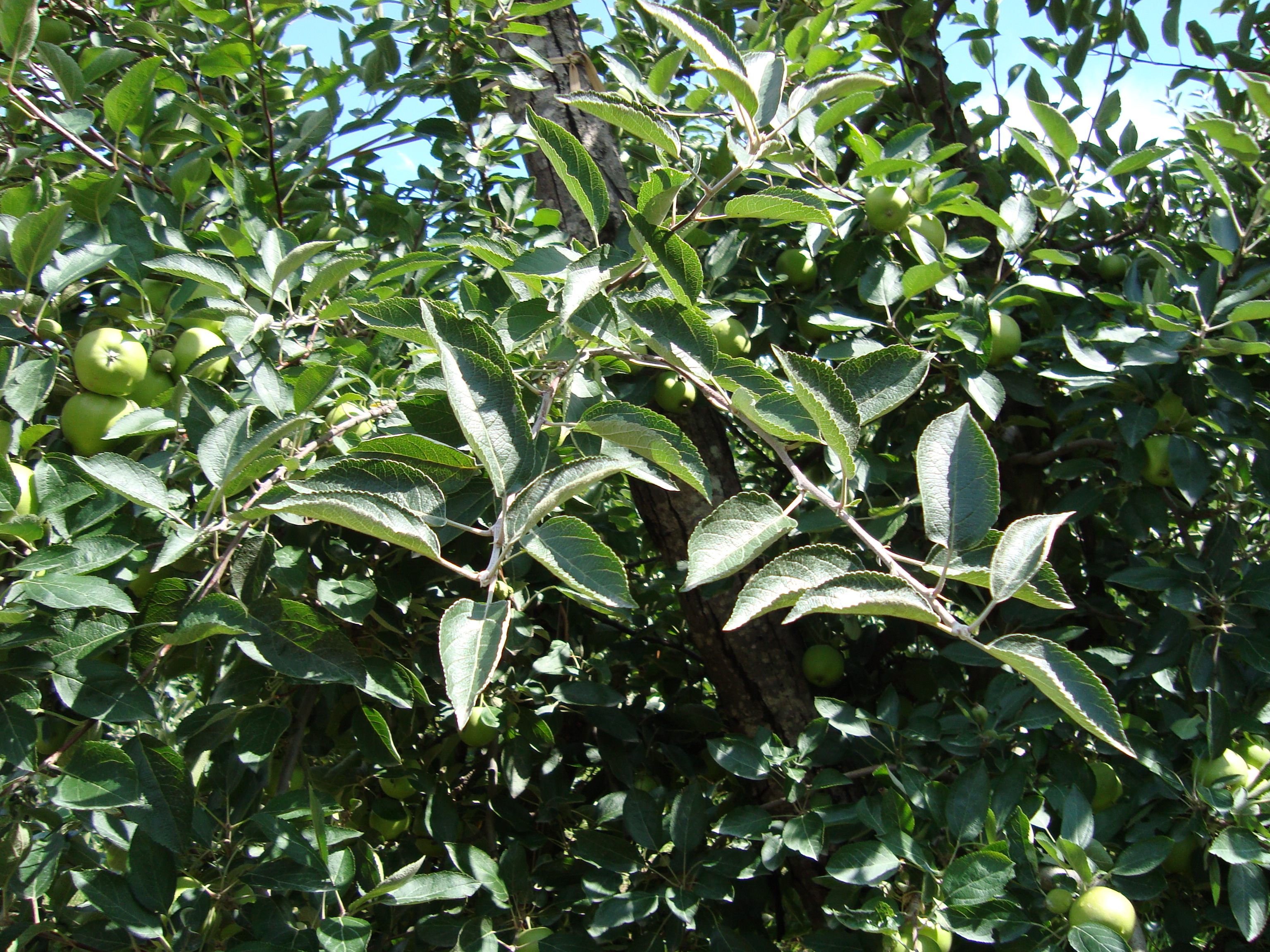 4-meleto-biologico-Stark-Delicious-ottimo-stato-sanitario-con-BioAksxter.JPG 4-meleto-biologico-Stark-Delicious-ottimo-stato-sanitario-con-BioAksxter.JPG