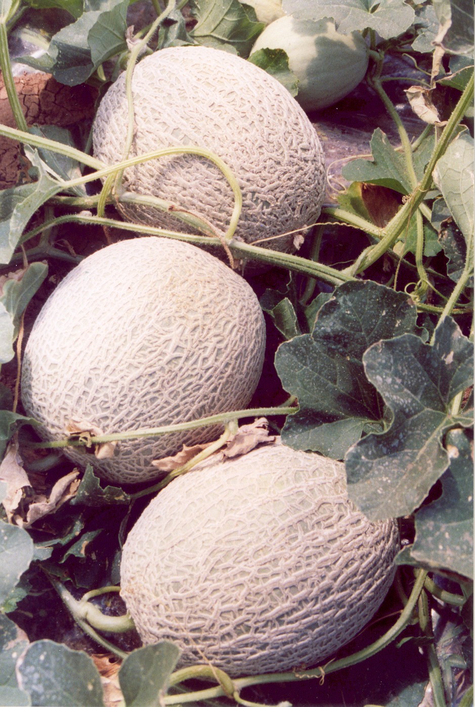 4-melone-coltivato-con-BioAksxter-elevata-retatura.jpg
