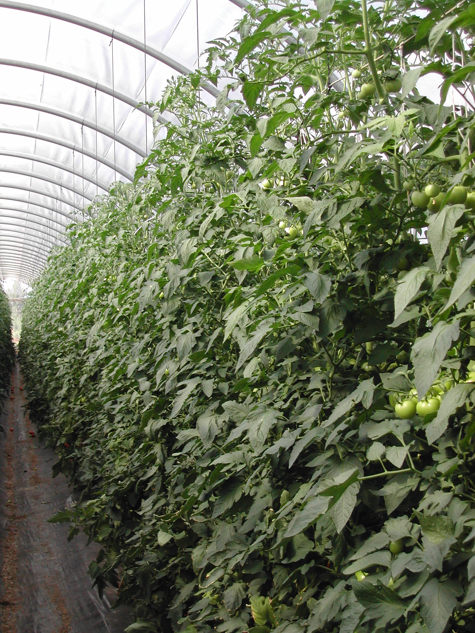 4-pomodoro-a-grappolo-coltivato-con-BioAksxter.JPG 4-pomodoro-a-grappolo-coltivato-con-BioAksxter.JPG