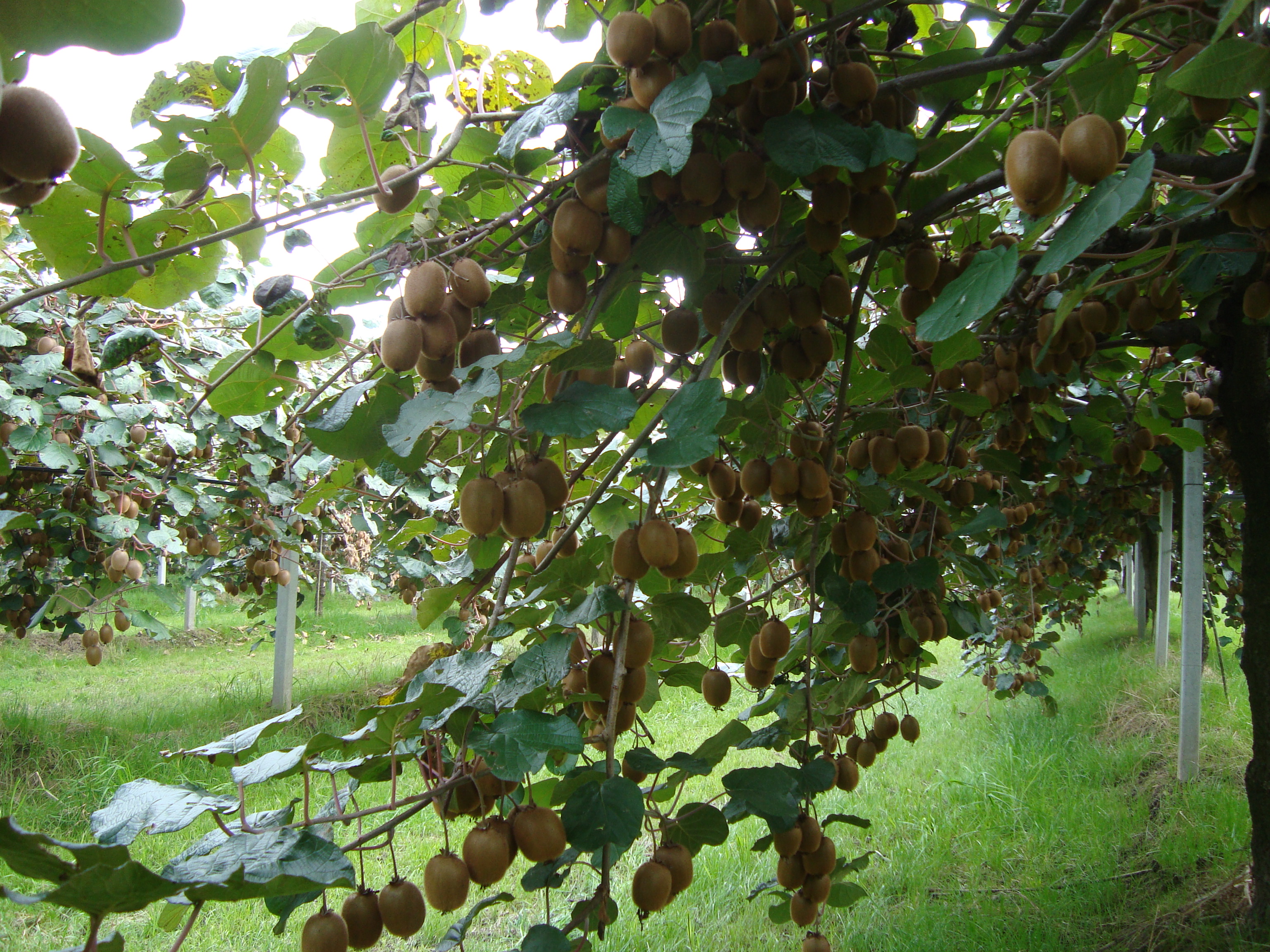 4-risanamento-moria-kiwi-con-BioAksxter-aumento-produzione-kiwi.JPG