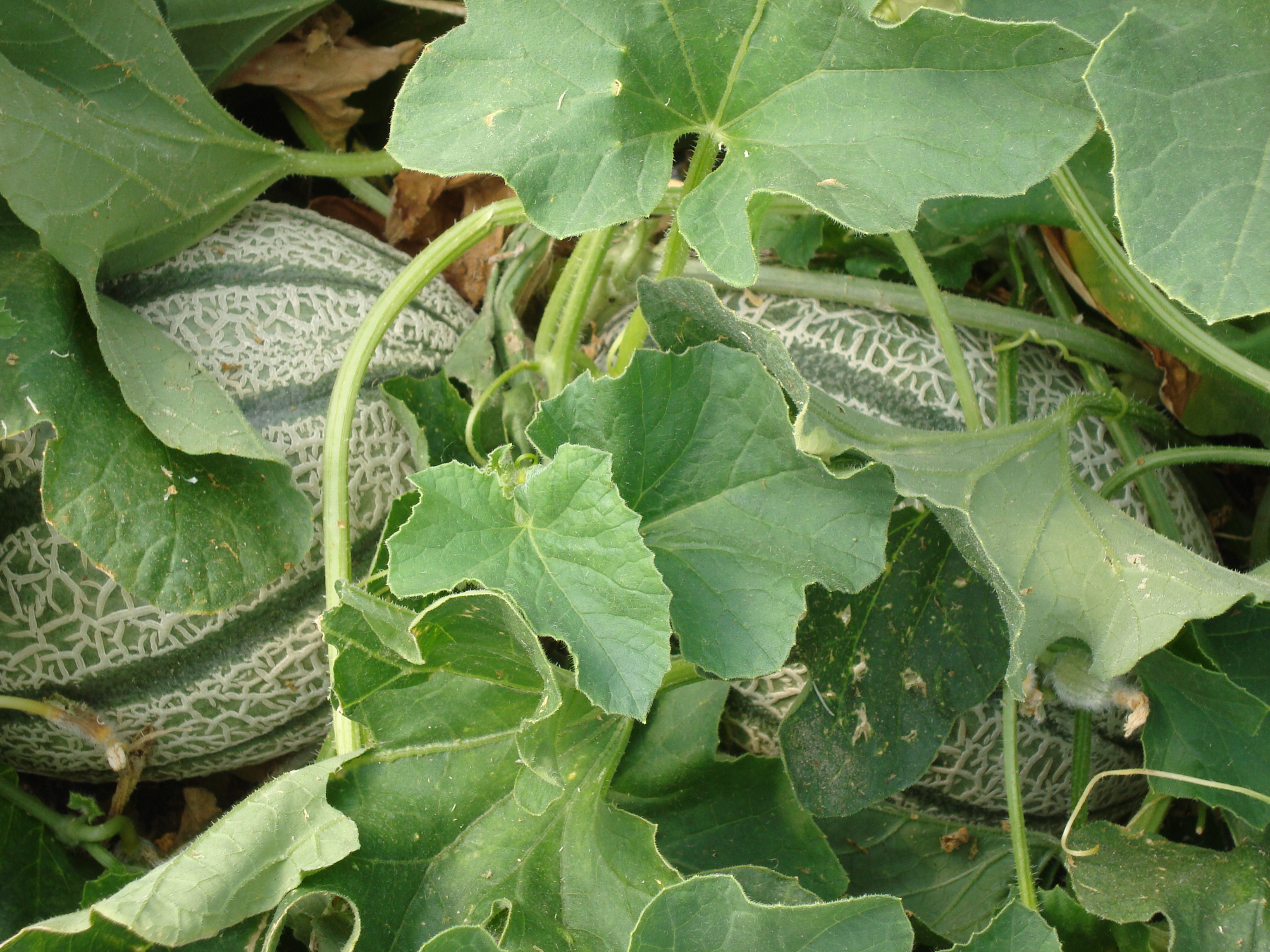 4-sintomi-Monosporascus-melone-caso-studio-BioAksxter.JPG