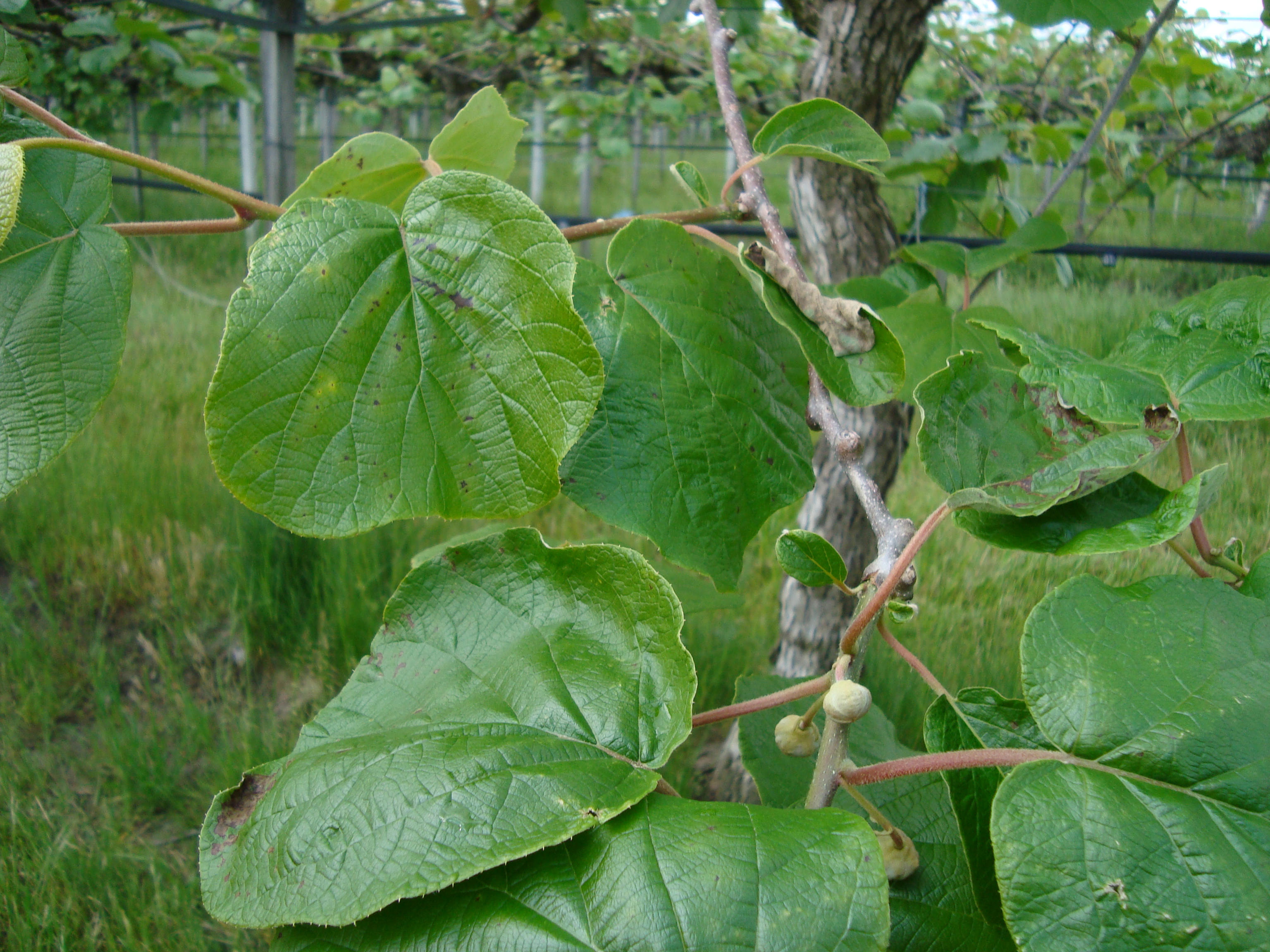 5-Appezzamento-Kiwi-Hayward-Primi-Risultati-con-BioAksxter-Risanamento-Batteriosi.JPG