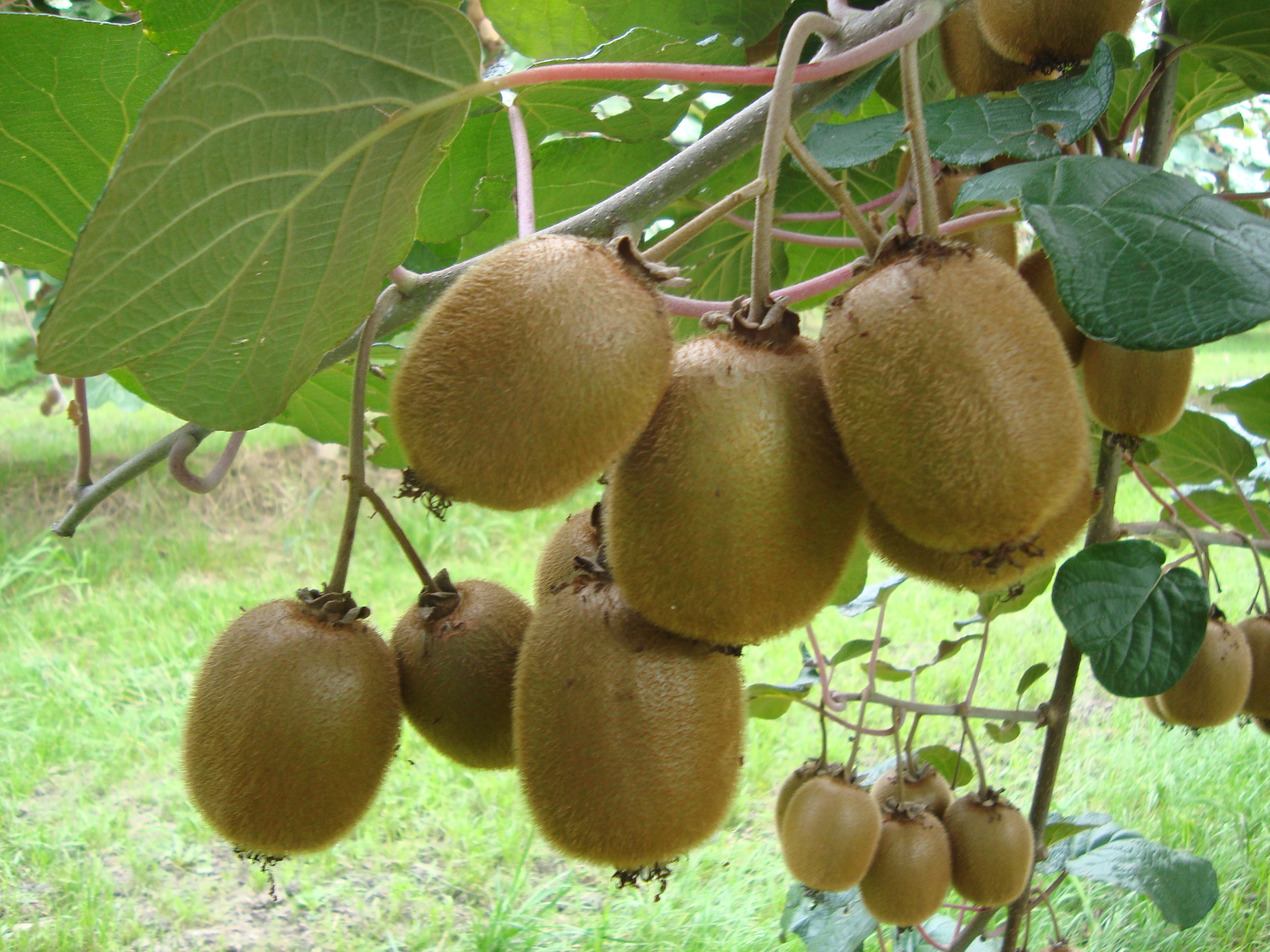 5-aumento-pezzatura-kiwi-con-BioAksxter.JPG