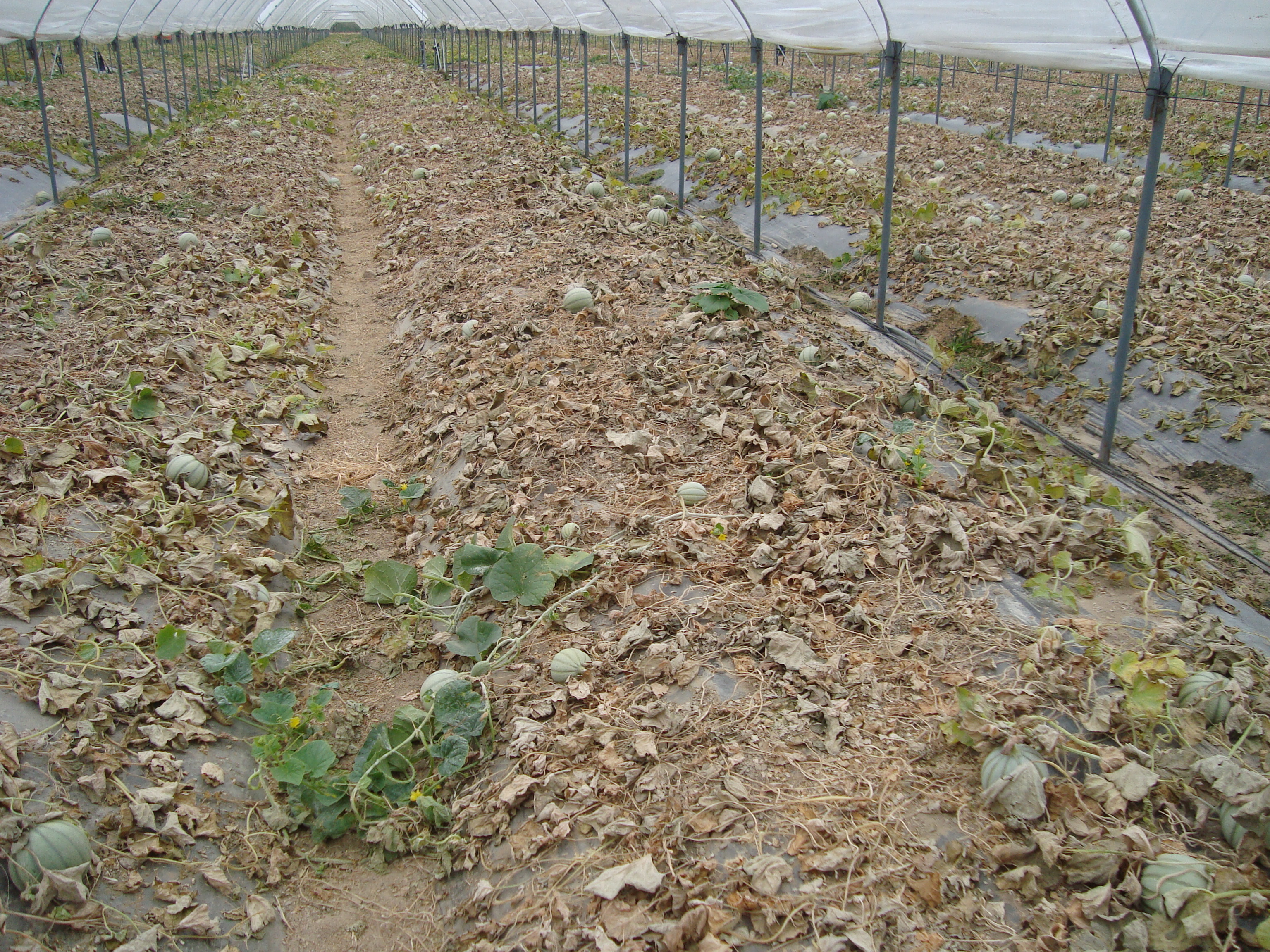 5-Causa-del-Monosporascus-melone-cucurbitacee-soluzione-BioAksxter.JPG