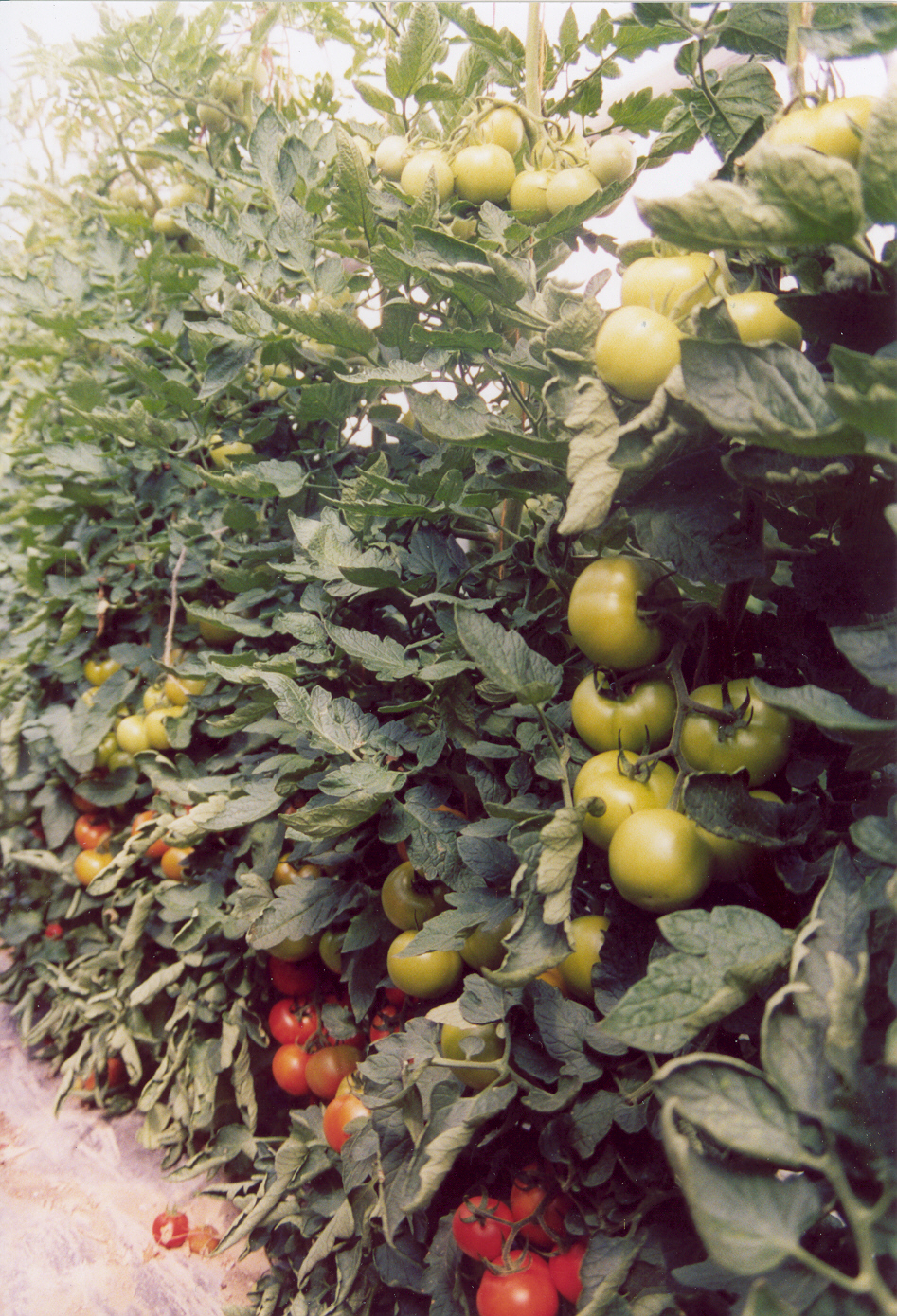 5-coltivazione-pomodoro-con-BioAksxter.jpg