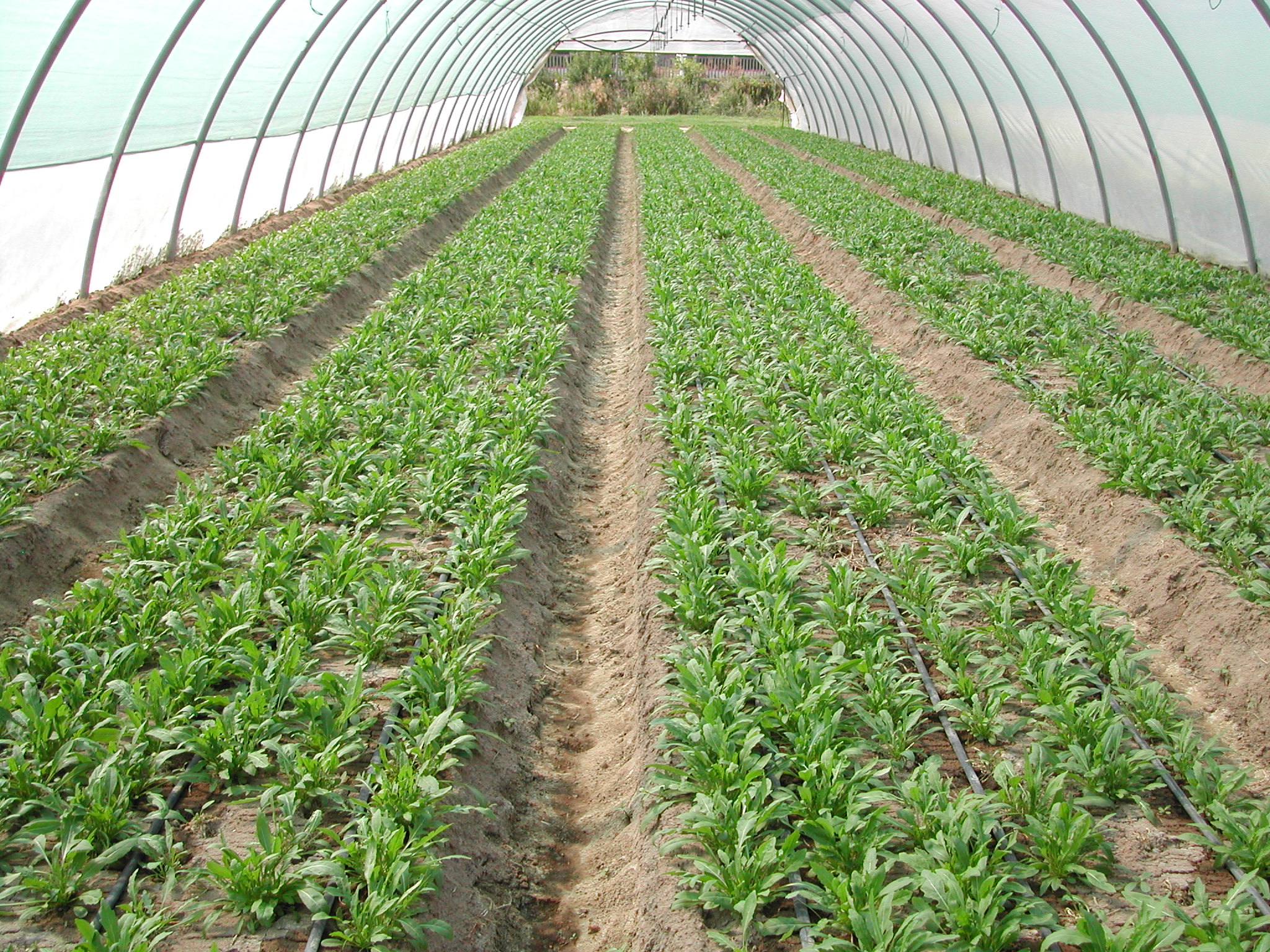 5-eliminare-fusariosi-su-coltura-di-rucola-con-BioAksxter.JPG