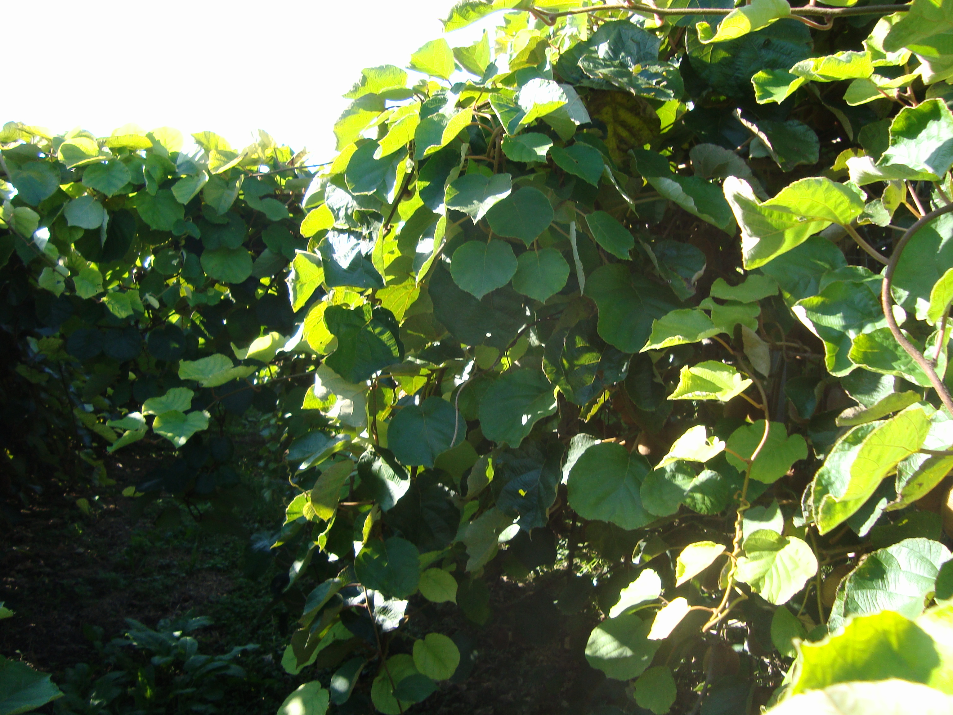 5-kiwi-precoce-coltivazione-senza-pesticidi-con-BioAksxter.JPG 5-kiwi-precoce-coltivazione-senza-pesticidi-con-BioAksxter.JPG