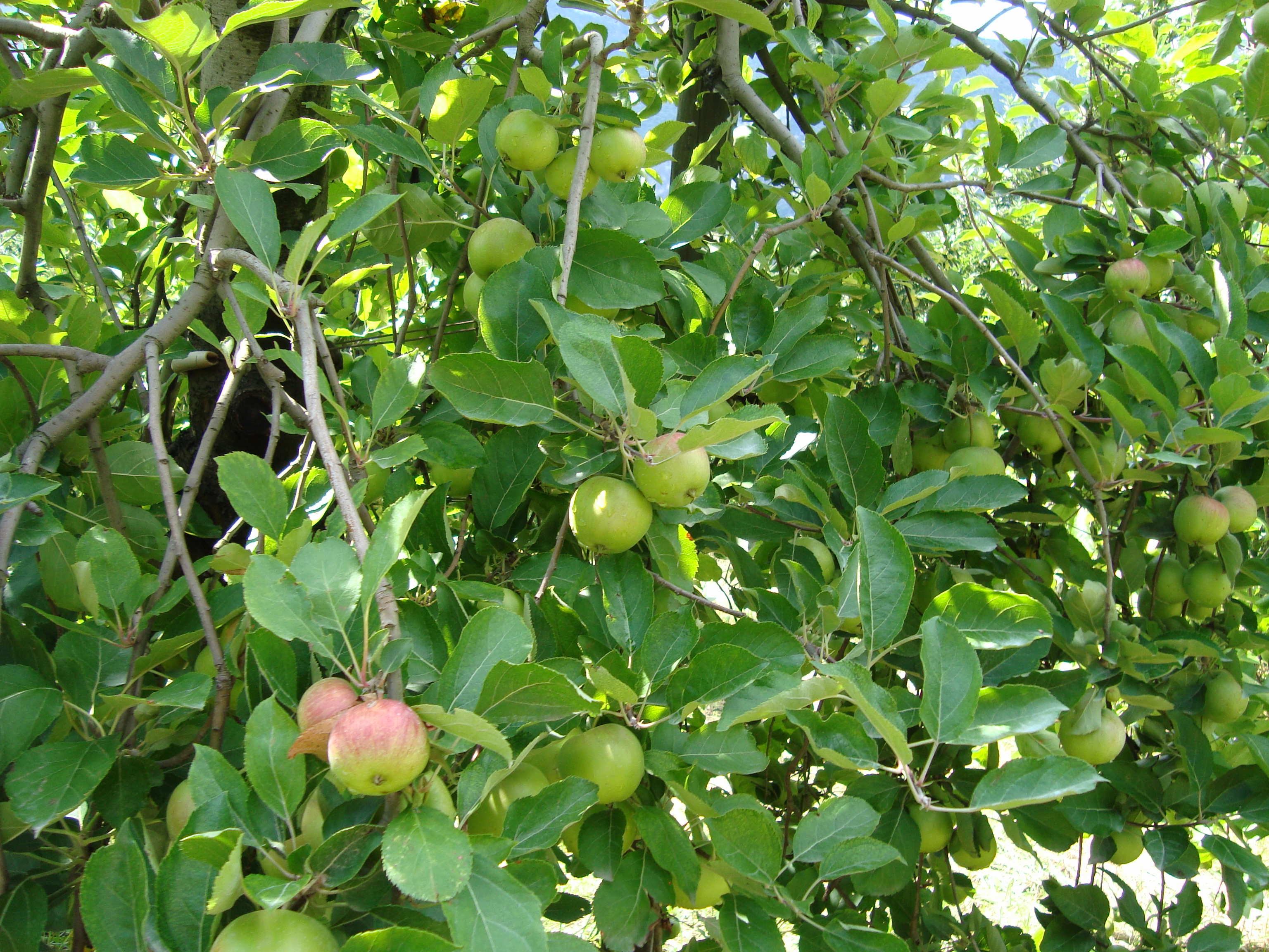 5-meleto-biologico-Morgen-ottimo-stato-sanitario.JPG 5-meleto-biologico-Morgen-ottimo-stato-sanitario.JPG