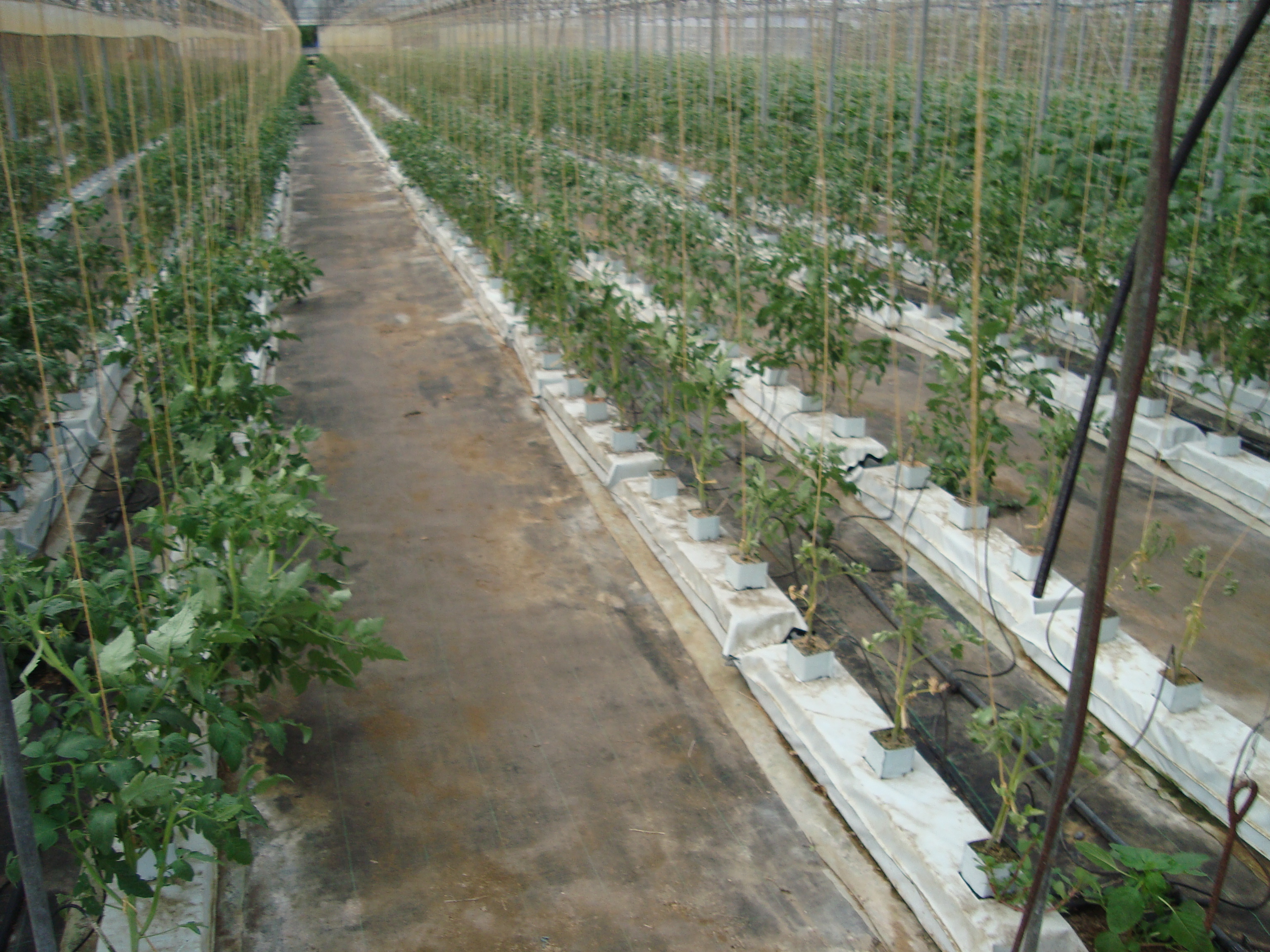 5-Pomodoro-colpito-da-malattie-del-colletto.JPG 5-Pomodoro-colpito-da-malattie-del-colletto.JPG