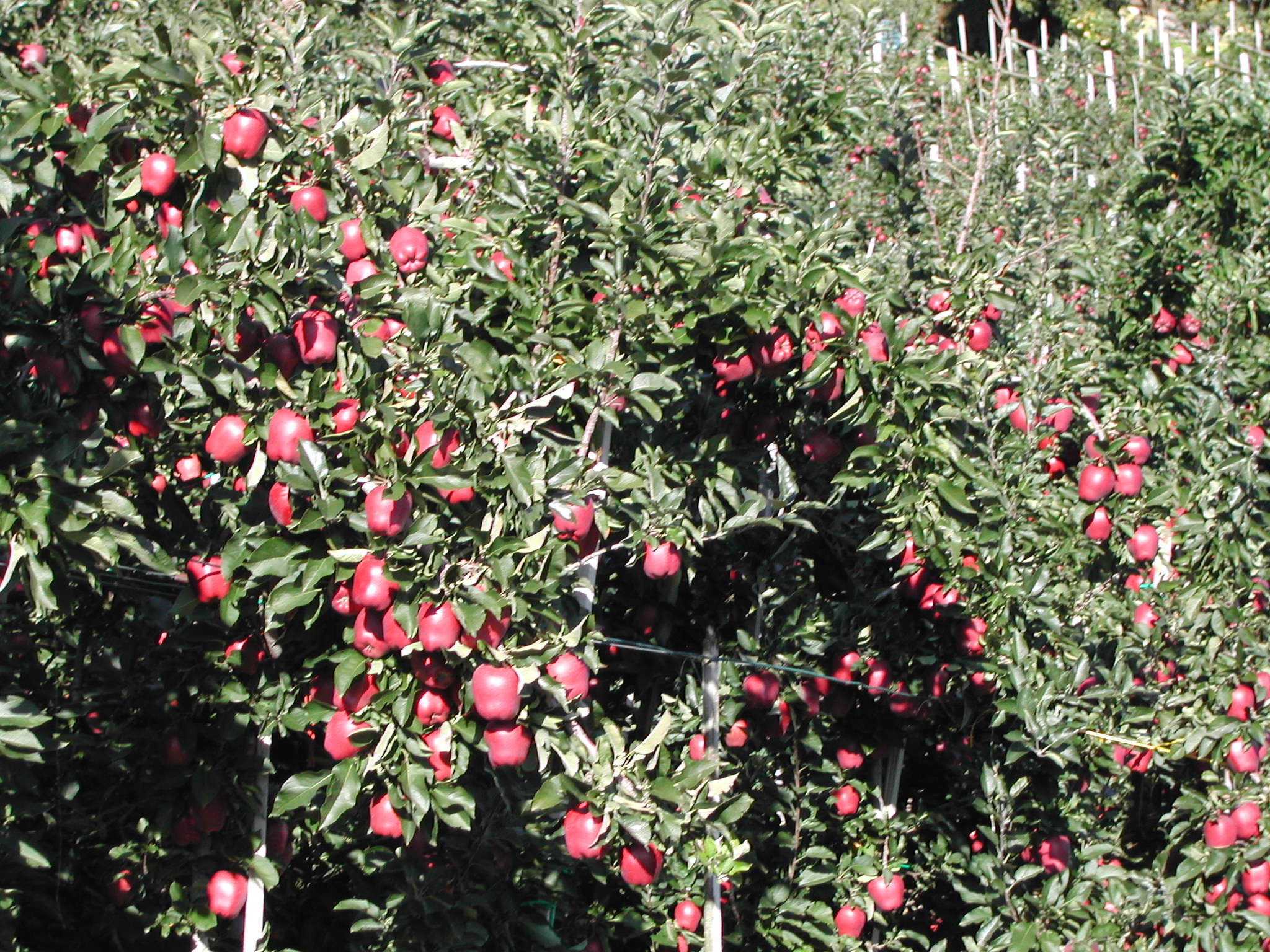 5-Stark-Delicious-aumento-produttivo-con-BioAksxter.JPG 5-Stark-Delicious-aumento-produttivo-con-BioAksxter.JPG