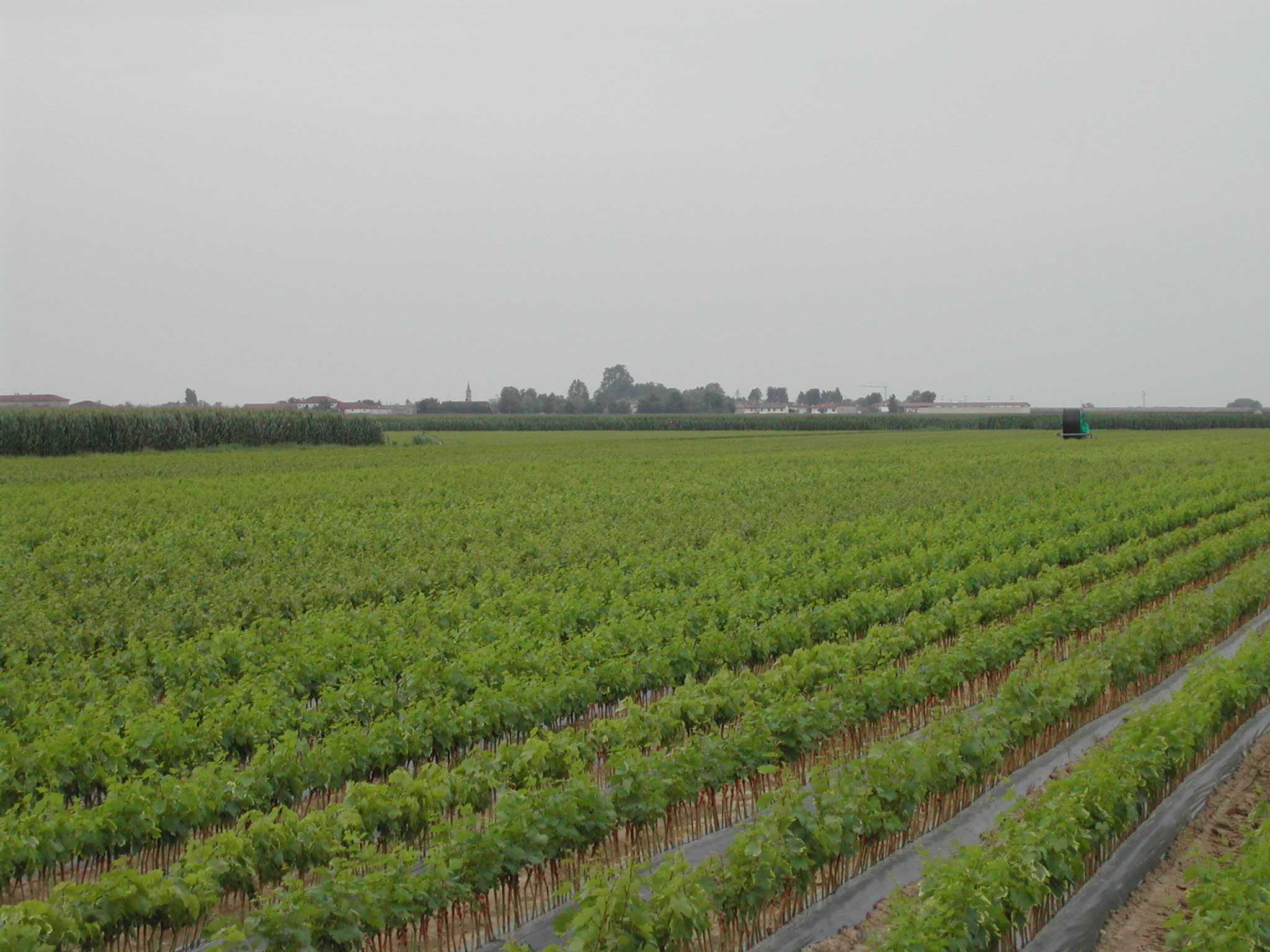5-vivaio-barbatelle-uniforme-coltivato-con-BioAksxter.JPG