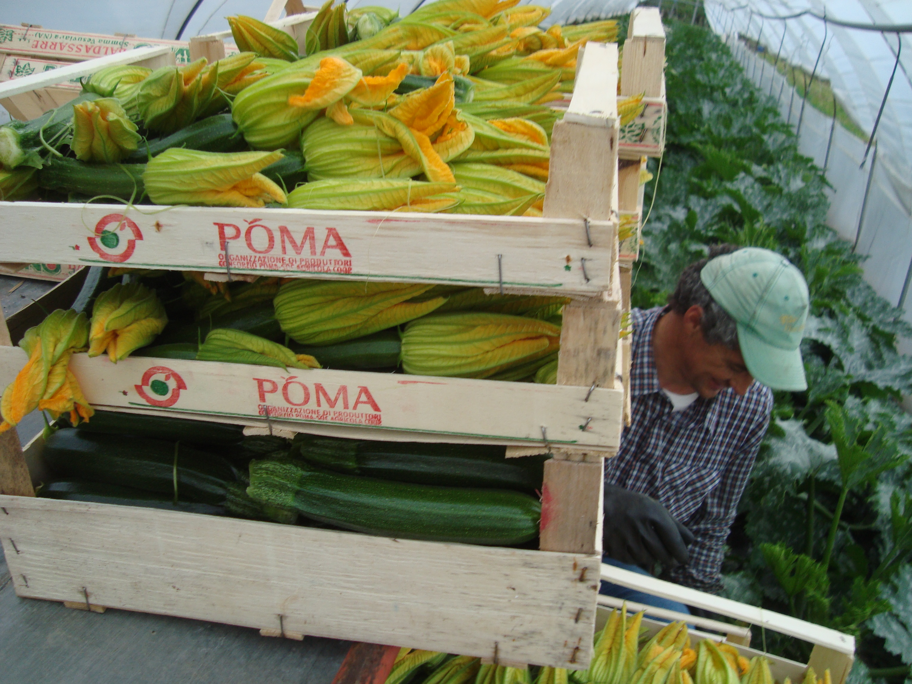 5-Zucchino-coltivato-con-BioAksxter-risoluzione-marciume-colletto.JPG 5-Zucchino-coltivato-con-BioAksxter-risoluzione-marciume-colletto.JPG