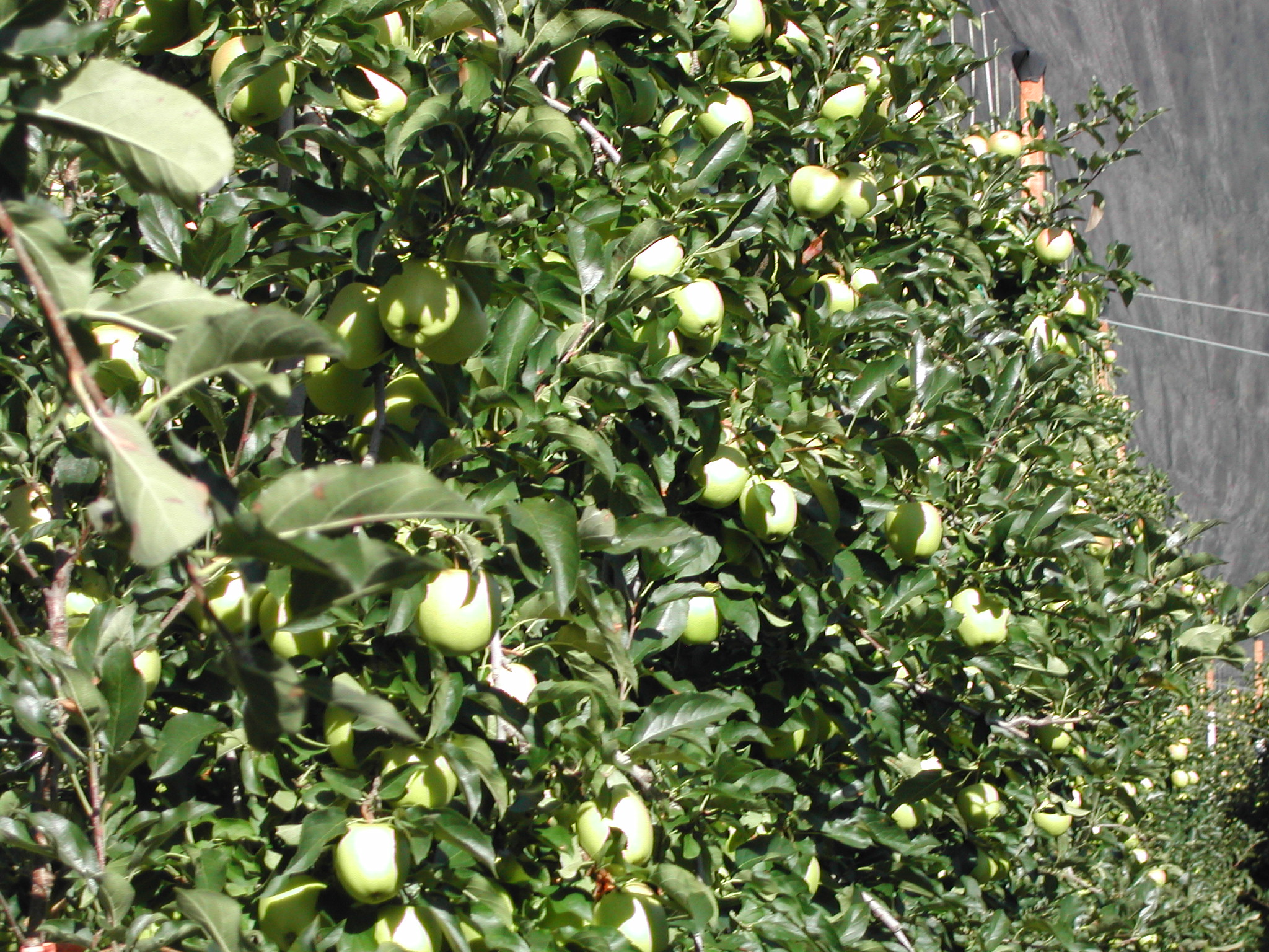 6-Aumento-resa-Golden-Delicious-coltivate-con-BioAksxter.JPG 6-Aumento-resa-Golden-Delicious-coltivate-con-BioAksxter.JPG