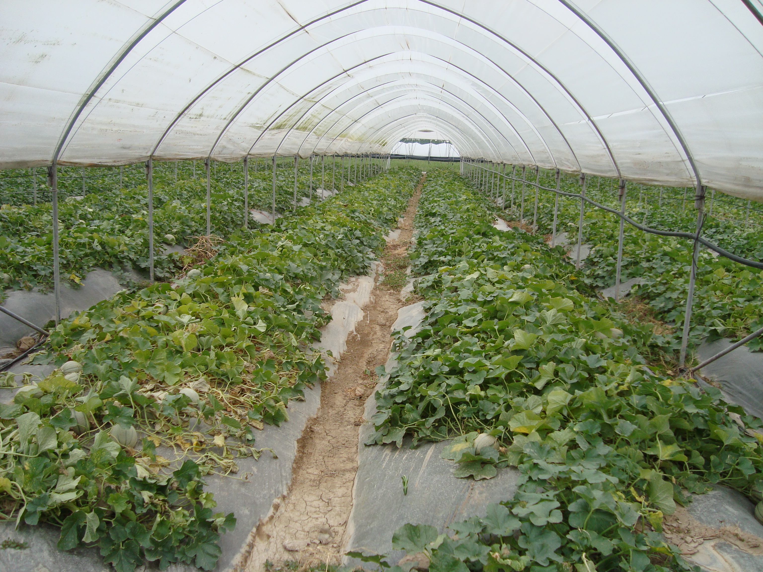 6-collasso-delle-cucurbitacee-melone-caso-studio-BioAksxter.JPG