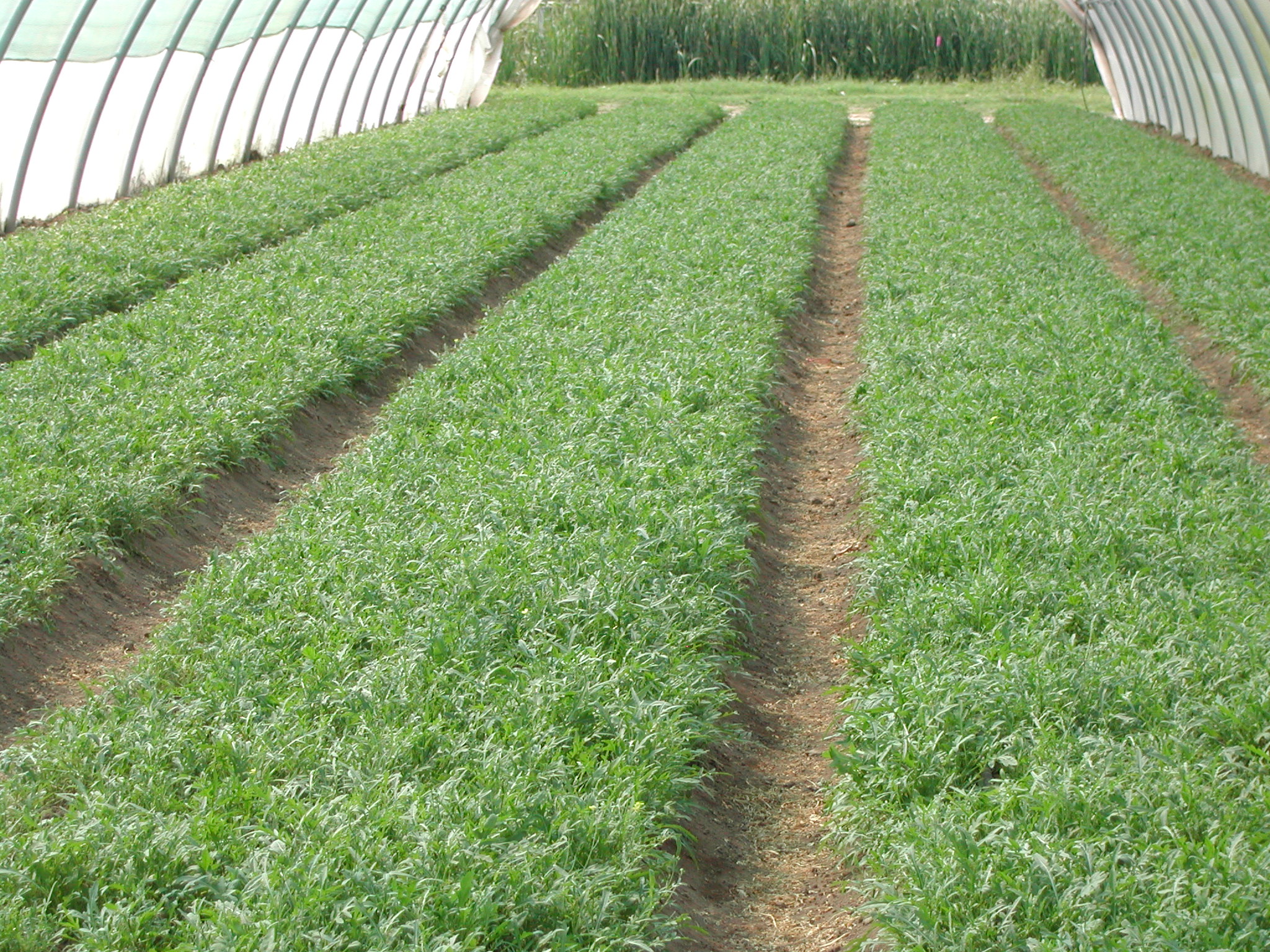 6-eliminare-fusarium-su-coltura-di-rucola-con-BioAksxter.JPG