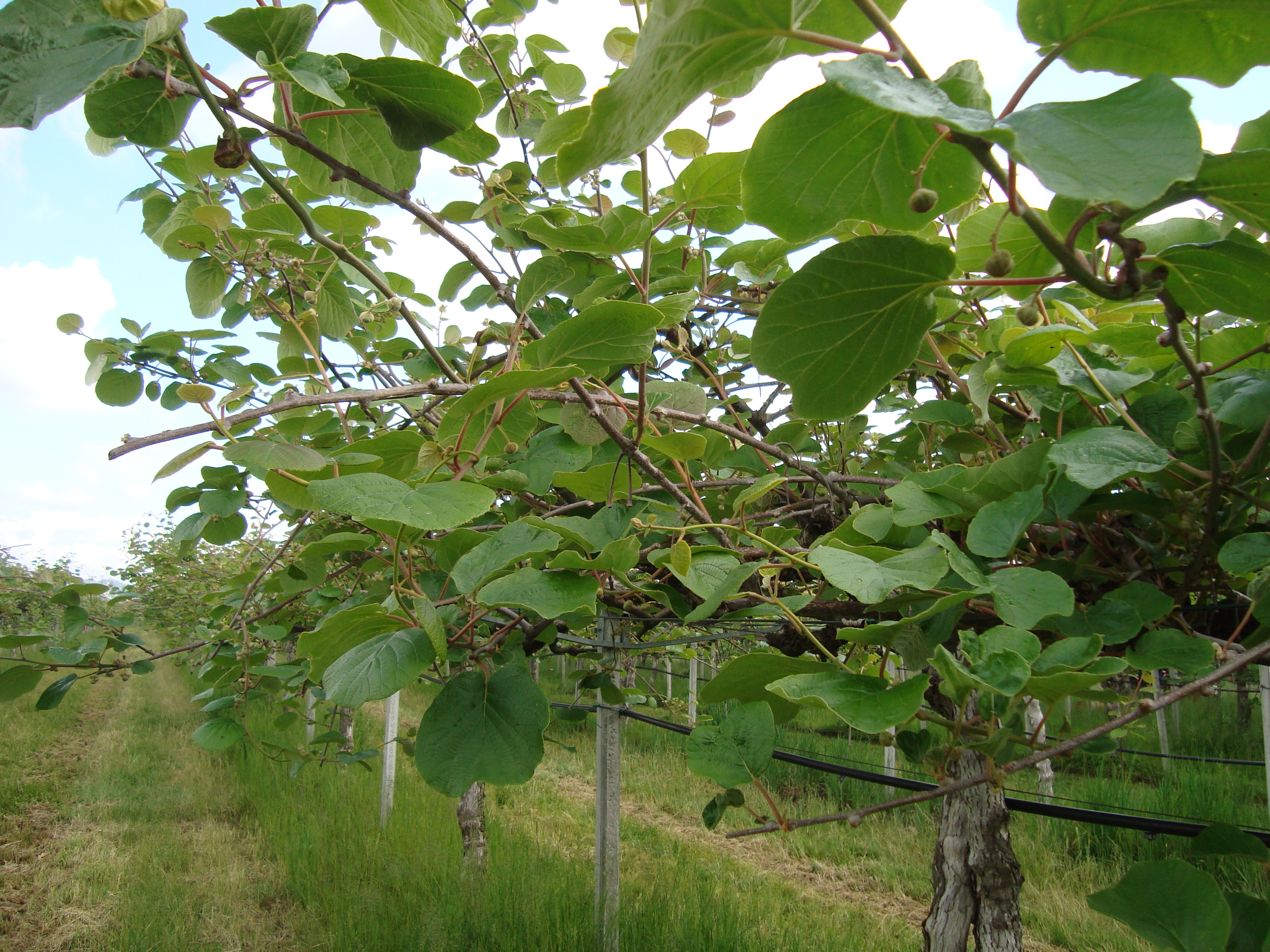 6-emissione-germogli-kiwi-regolare-con-BioAksxter-nonostante-il-gelo.JPG