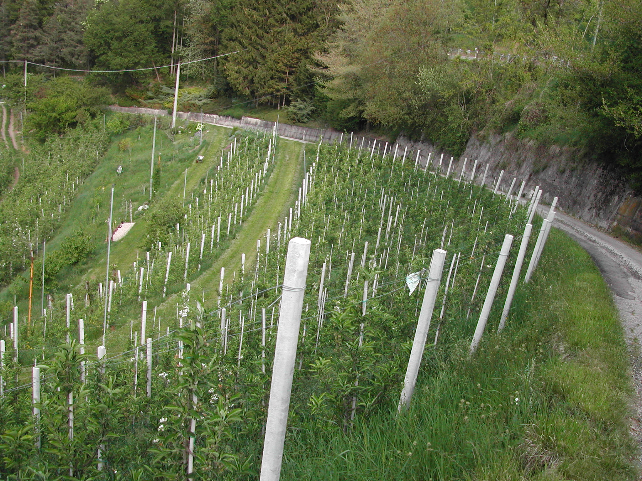 6-frutteto-da-anni-affetto-da-clorosi-risanato-con-BioAksxter.JPG 6-frutteto-da-anni-affetto-da-clorosi-risanato-con-BioAksxter.JPG
