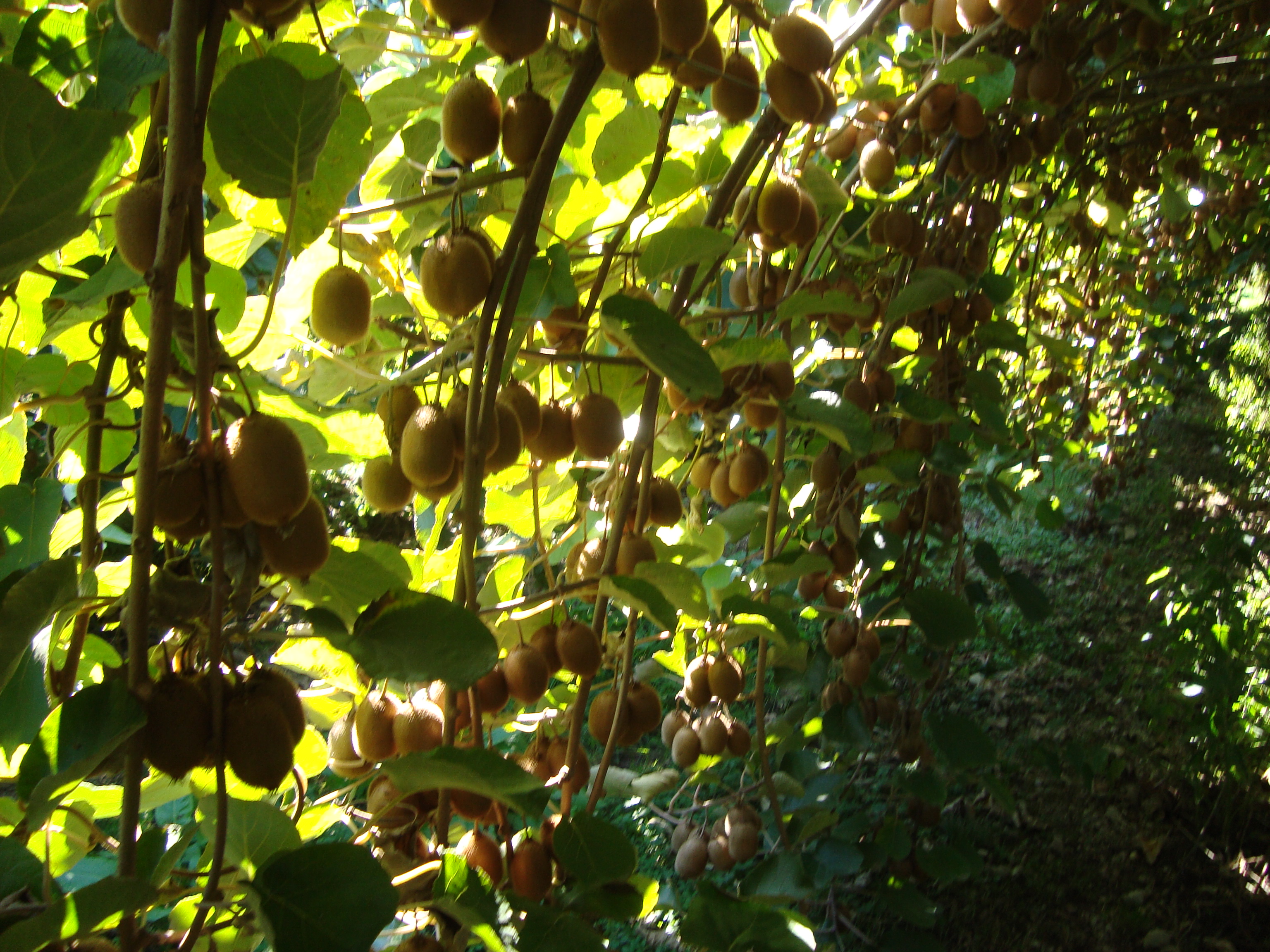 6-kiwi-precoce-coltivare-senza-pesticidi-con-BioAksxter.JPG 6-kiwi-precoce-coltivare-senza-pesticidi-con-BioAksxter.JPG