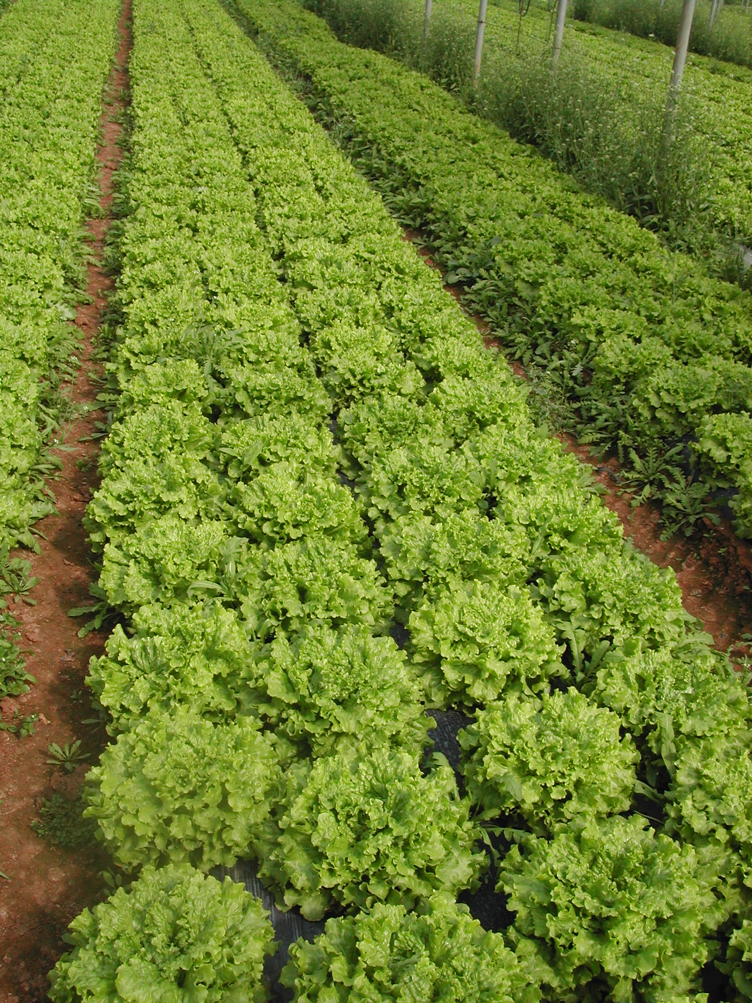 6-lattuga-Gentile-trattata-con-BioAksxter.JPG 6-lattuga-Gentile-trattata-con-BioAksxter.JPG