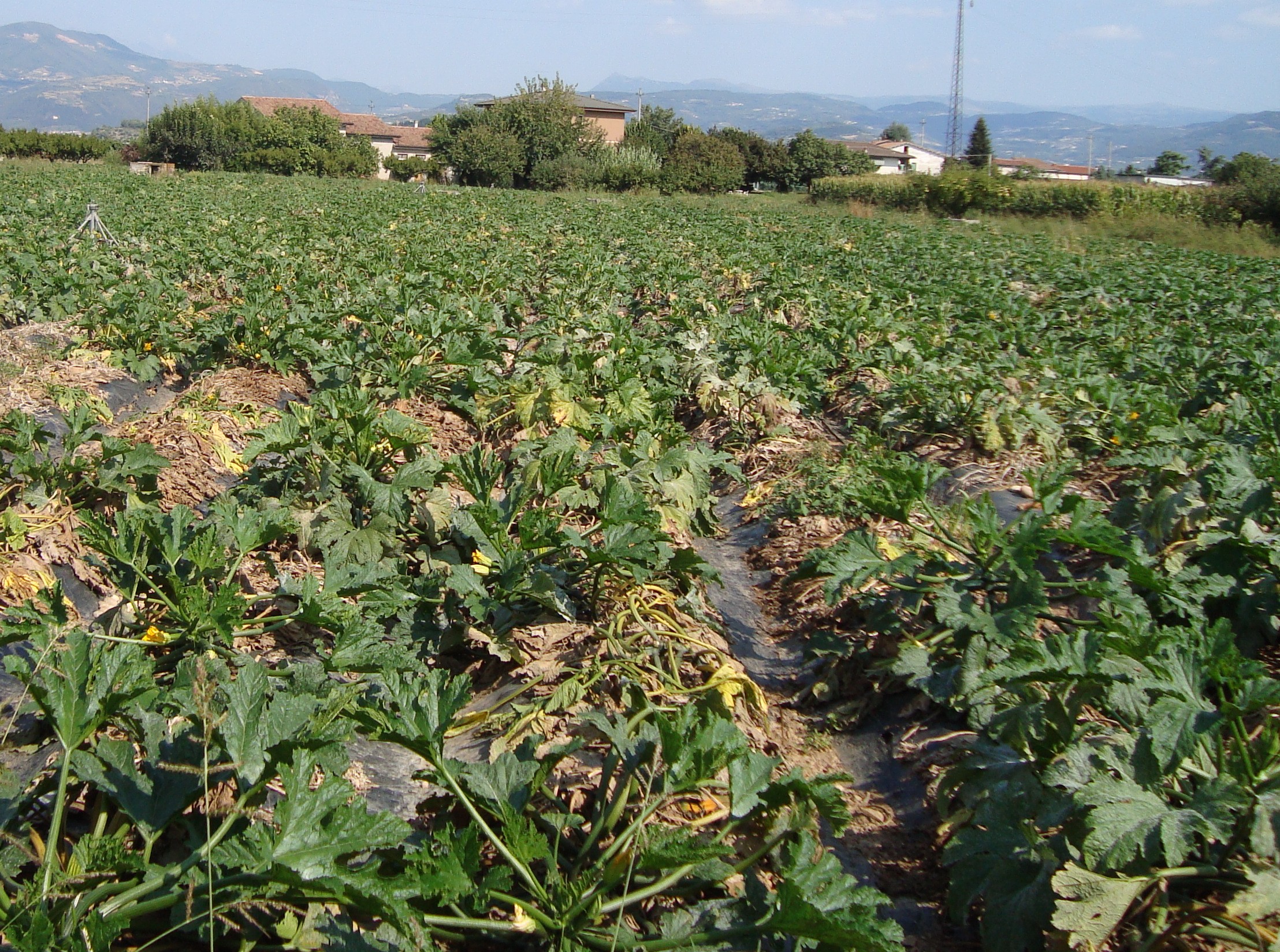 6-marciume-colletto-zucchino-soluzione-BioAksxter.JPG 6-marciume-colletto-zucchino-soluzione-BioAksxter.JPG