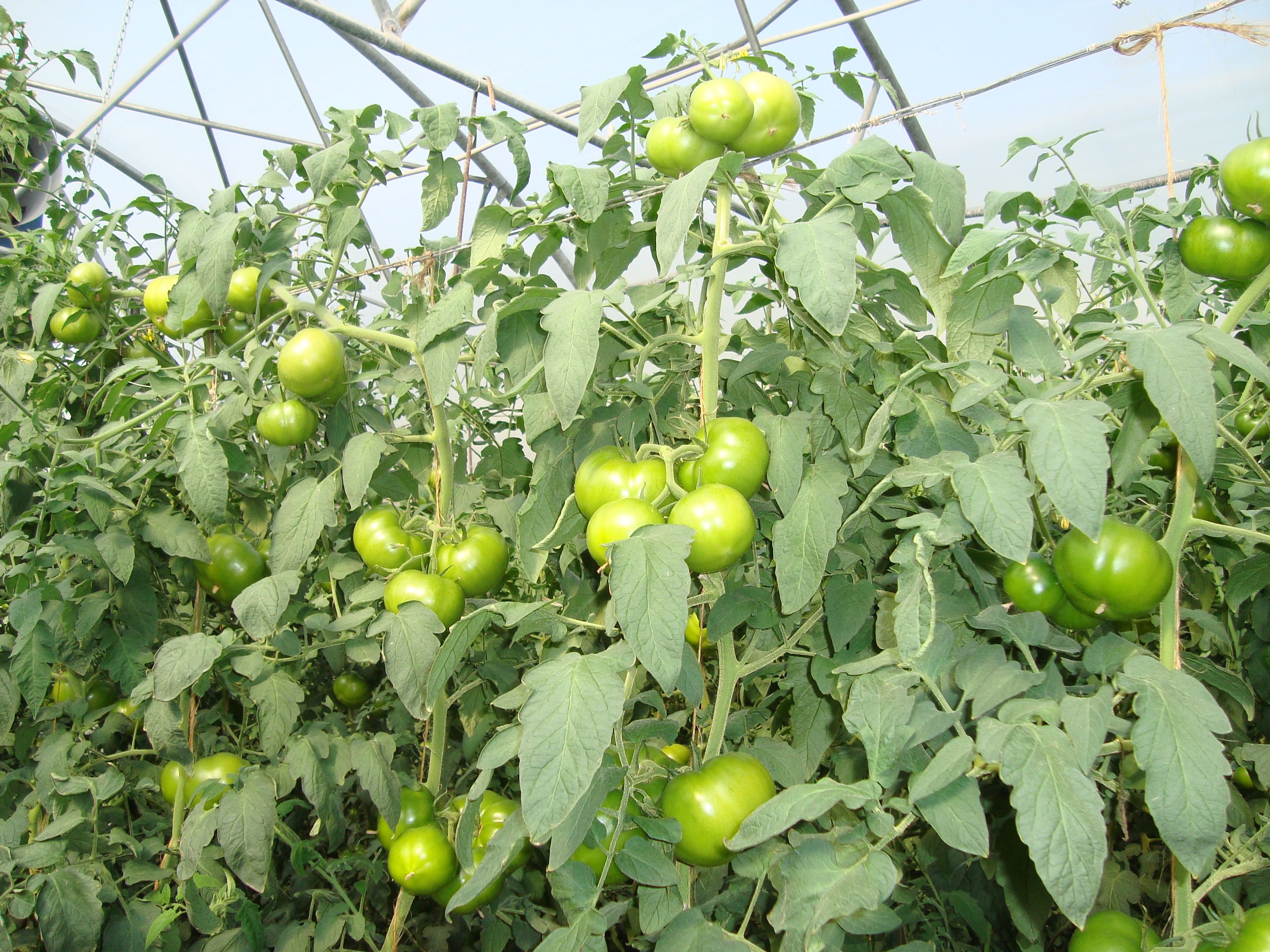 6-pomodoro-come-ridurre-uso-chimica-di-sintesi.JPG 6-pomodoro-come-ridurre-uso-chimica-di-sintesi.JPG