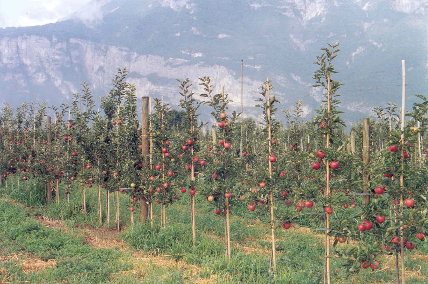 6-ristoppio-di-Royal-Gala-biologico-coltivazione-con-BioAksxter.jpg 6-ristoppio-di-Royal-Gala-biologico-coltivazione-con-BioAksxter.jpg