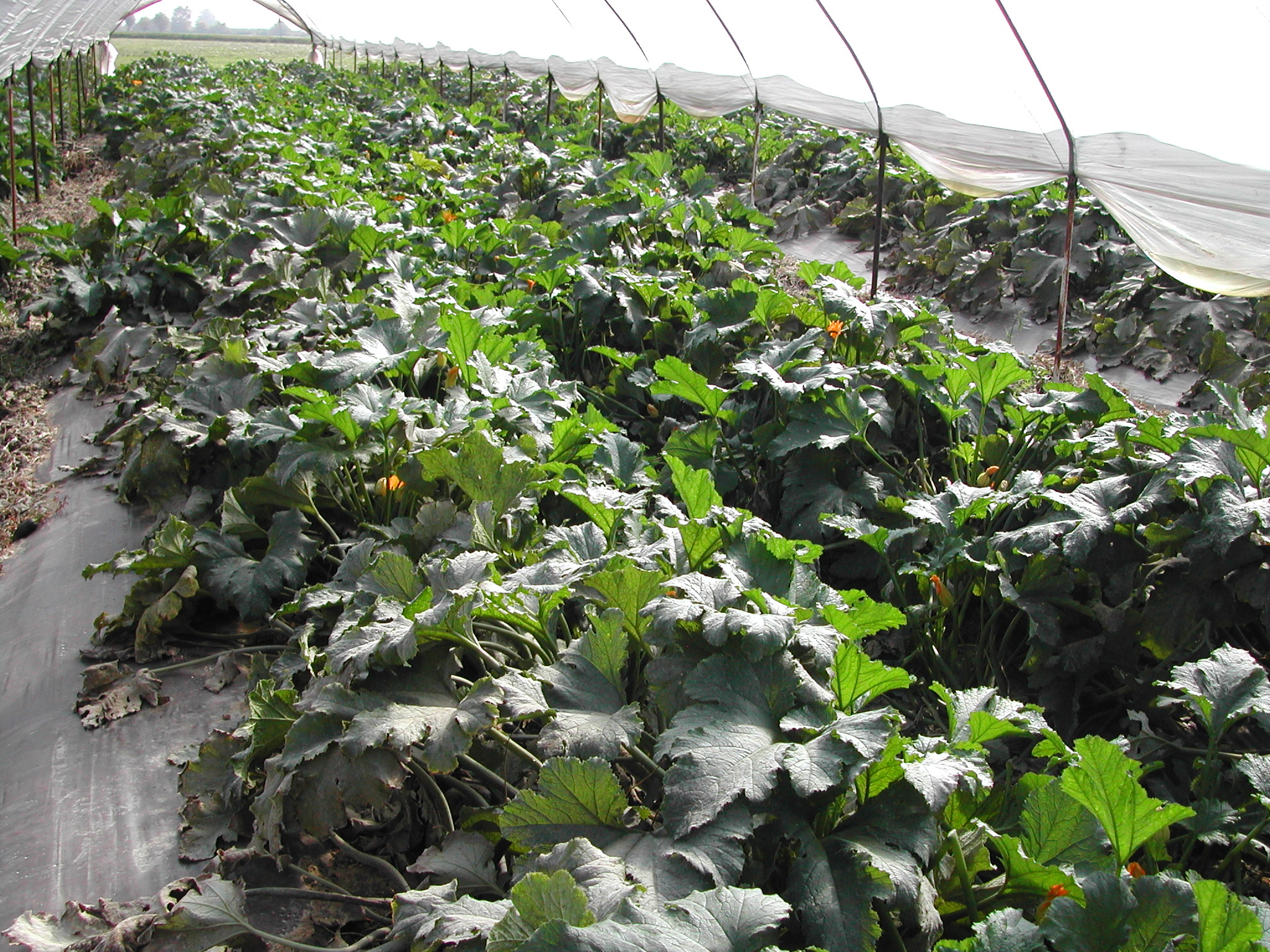 6-zucchino-in-serra-coltivati-con-BioAksxter-senza-uso-di-fumiganti.JPG 6-zucchino-in-serra-coltivati-con-BioAksxter-senza-uso-di-fumiganti.JPG