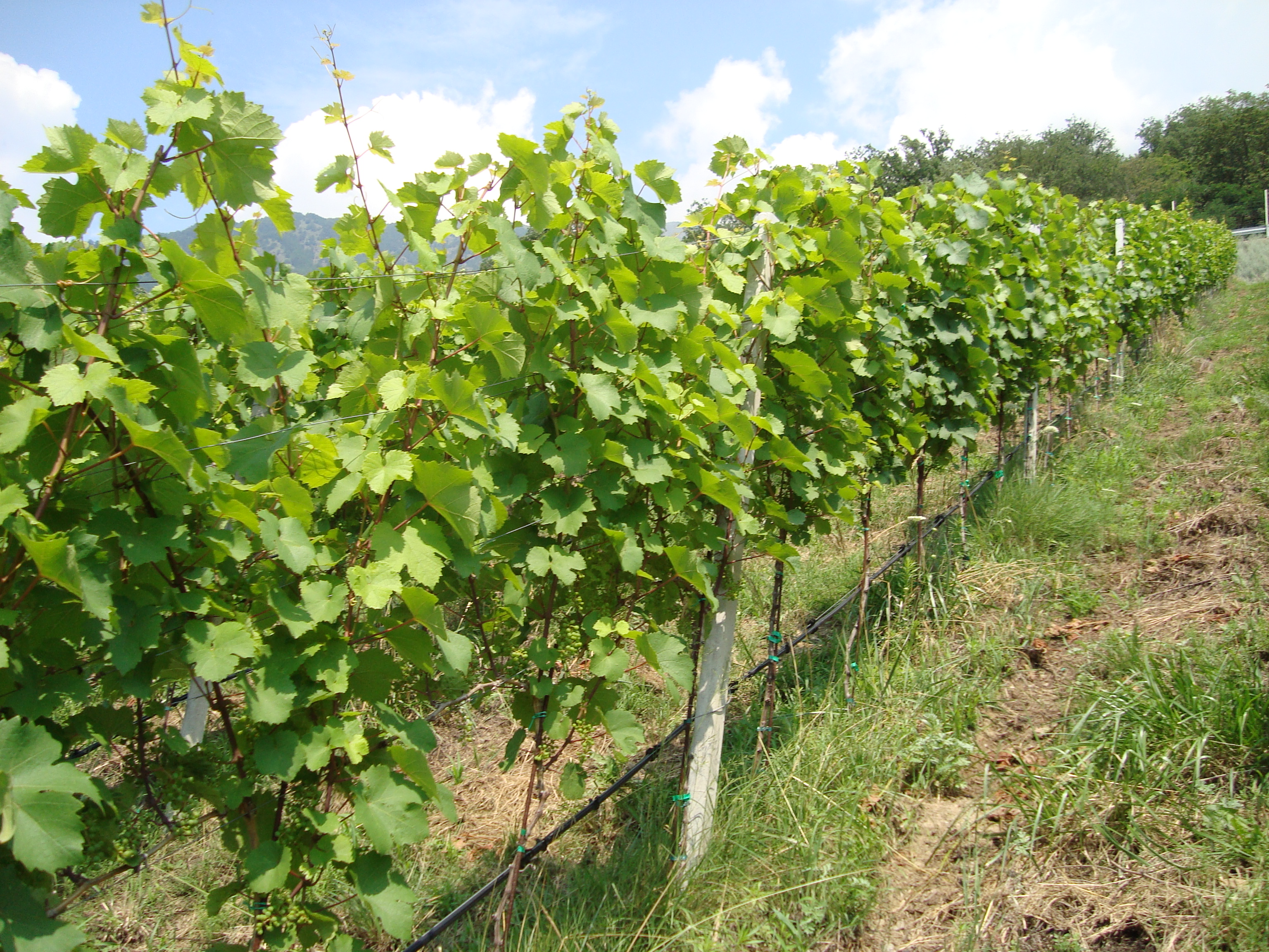 7-aumentare-produzione-vigneto-uva-riesling-con-BioAksxter.JPG
