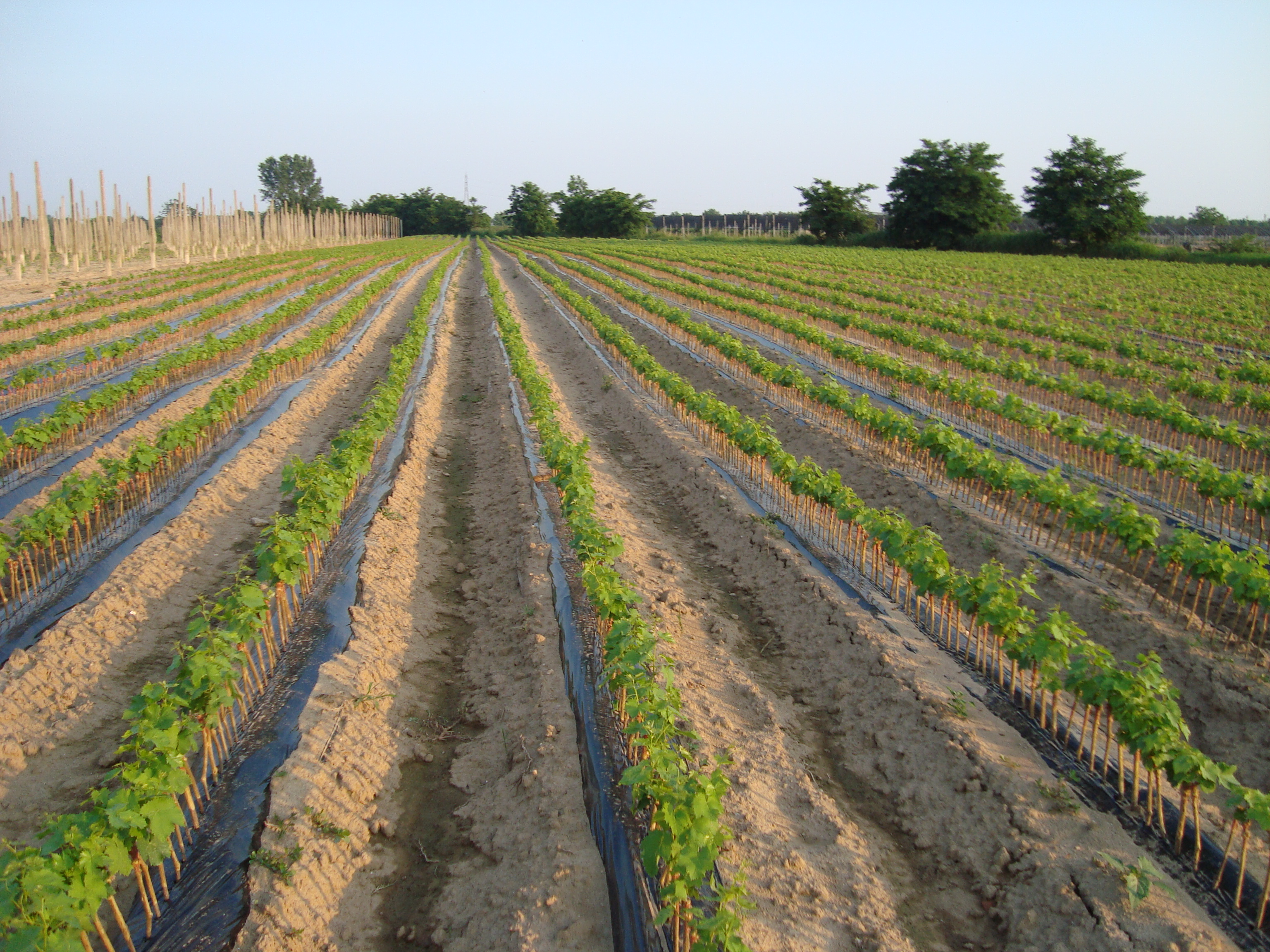 7-barbatelle-di-vite-messa-a-dimora-forzatura-in-acqua-con-BioAksxter.JPG