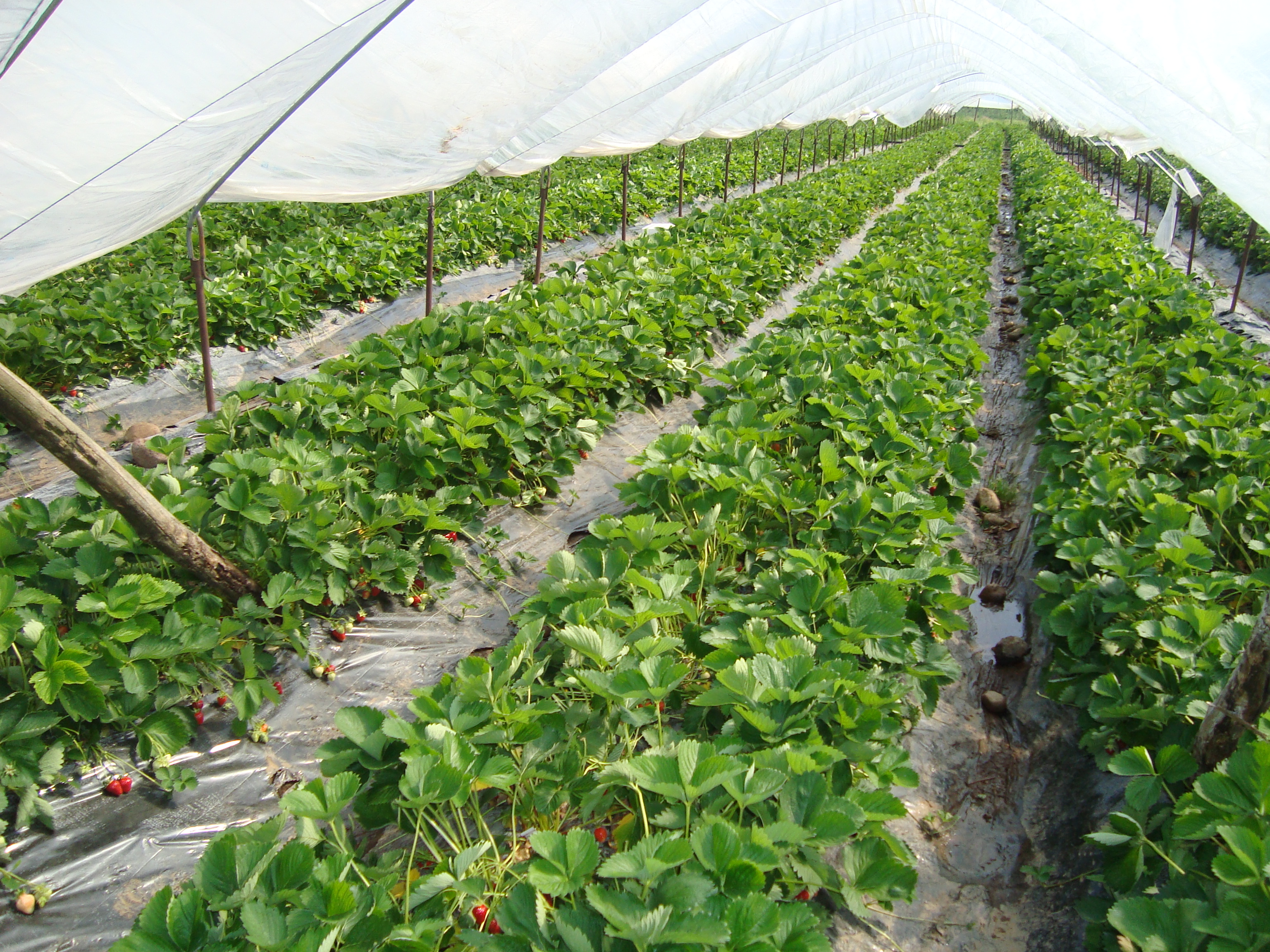 7-coltura-di-fragola-senza-pesticidi-con-BioAksxter.JPG 7-coltura-di-fragola-senza-pesticidi-con-BioAksxter.JPG