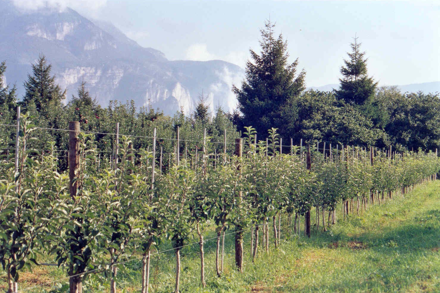 7-coltura-di-melo-biologico-reinnestato-aumento-produttivo-con-BioAksxter.jpg 7-coltura-di-melo-biologico-reinnestato-aumento-produttivo-con-BioAksxter.jpg