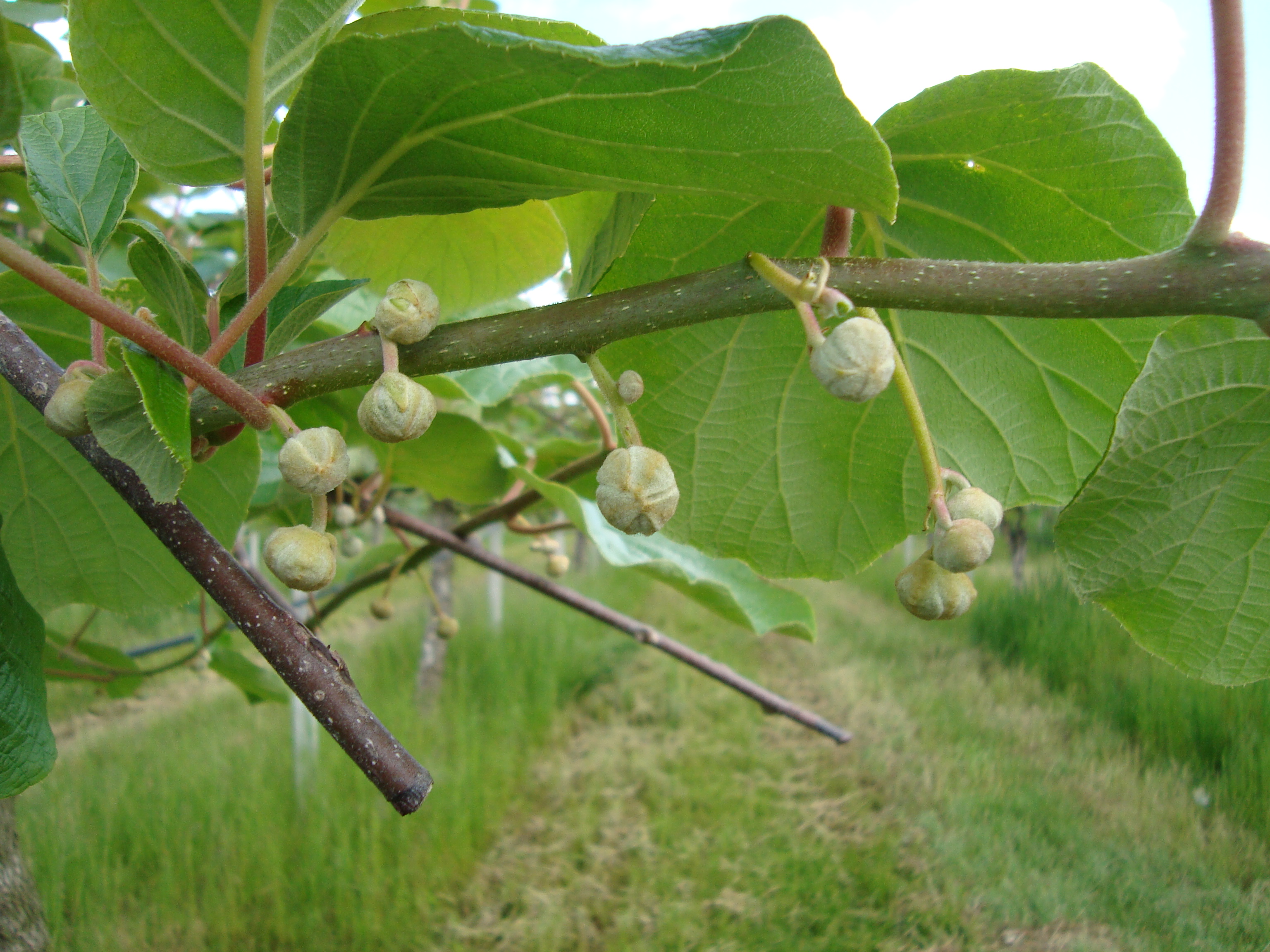 7-elevata-emissione-di-infiorescenze-con-BioAksxter.JPG