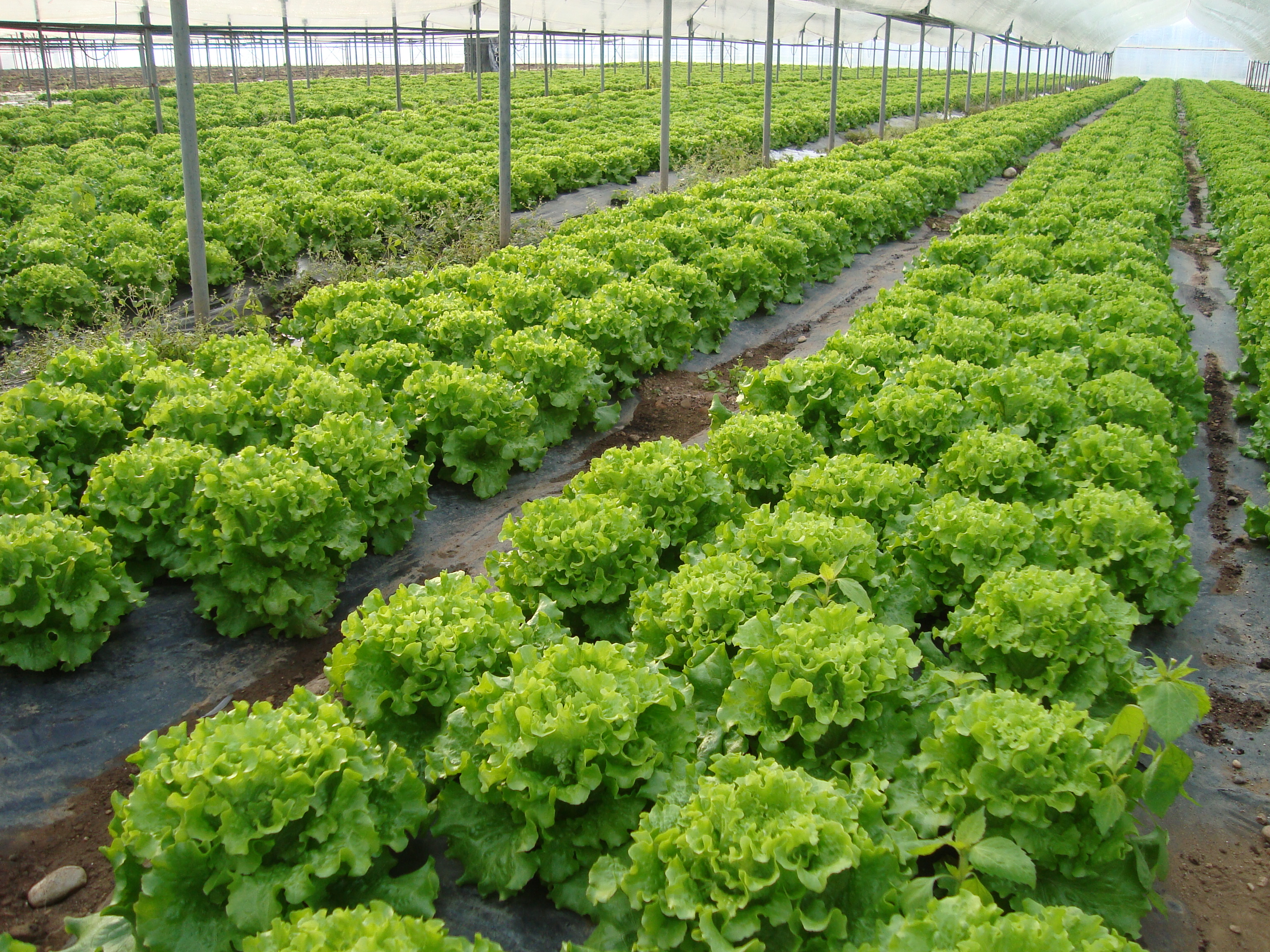 7-lattuga-Gentile-coltivata-con-BioAksxter.JPG