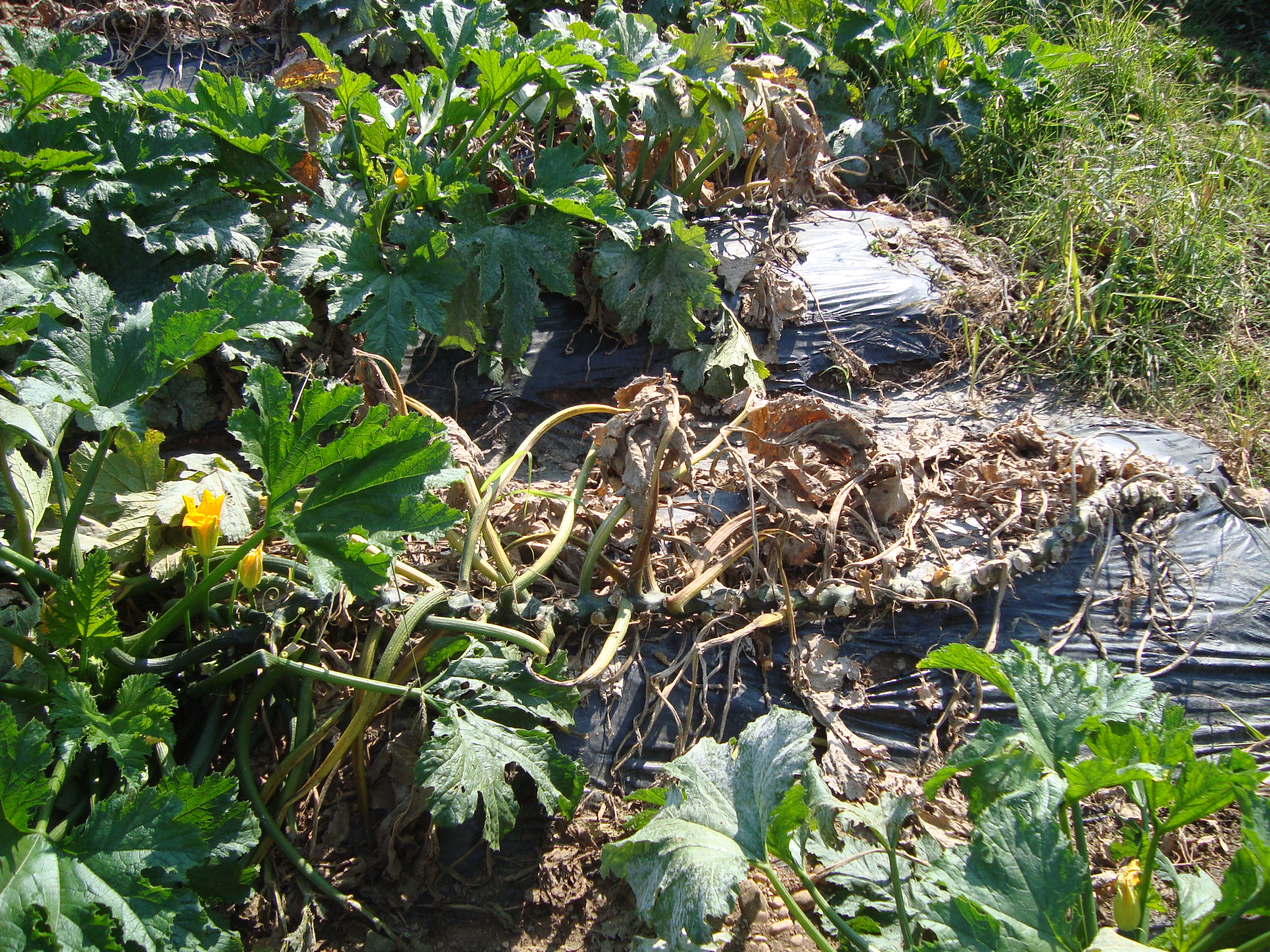 7-marciume-colletto-zucchino-soluzione-BioAksxter.JPG 7-marciume-colletto-zucchino-soluzione-BioAksxter.JPG