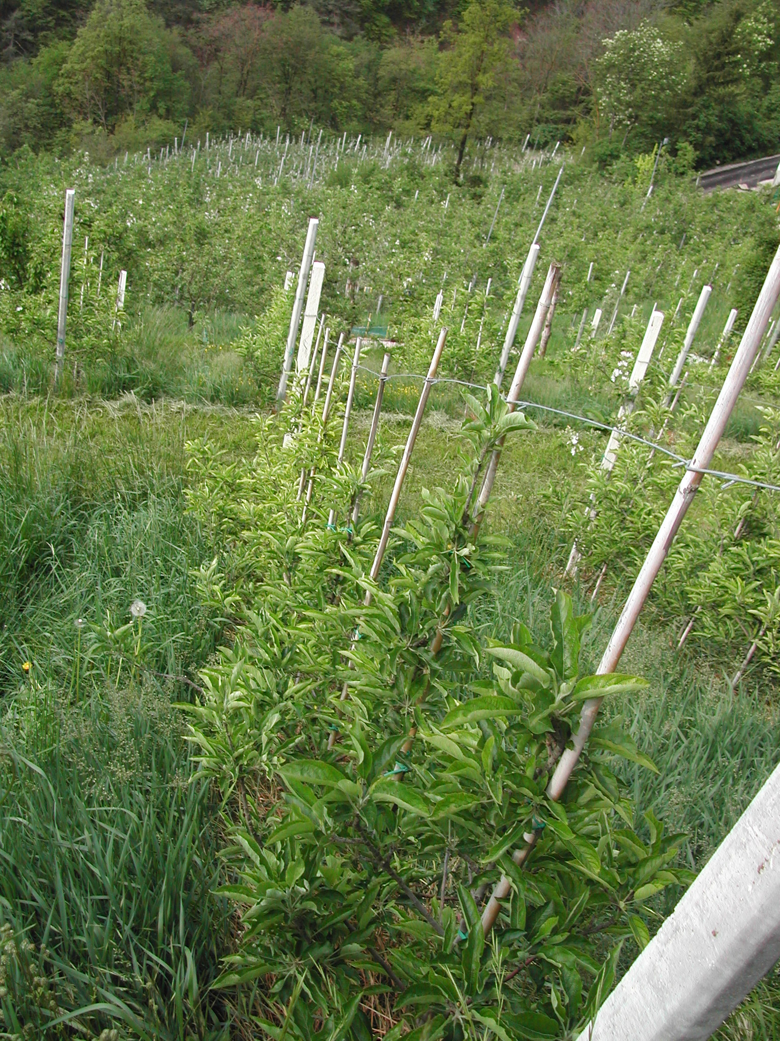 7-piante-di-Stark-Delicious-da-anni-affette-da-clorosi-risanate-con-BioAksxter.JPG 7-piante-di-Stark-Delicious-da-anni-affette-da-clorosi-risanate-con-BioAksxter.JPG