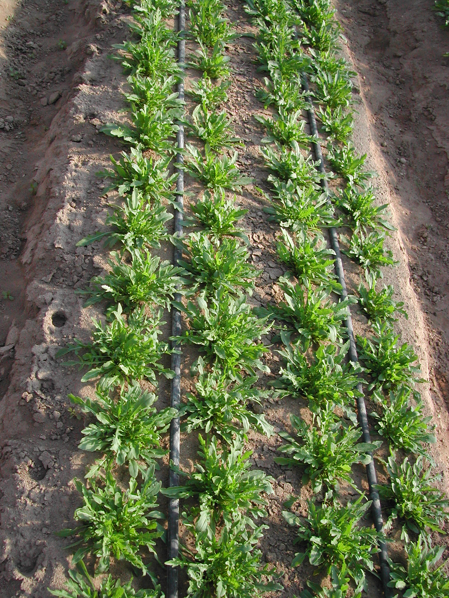 7-rucola-in-serra-caso-studio-fusarium-con-BioAksxter.JPG