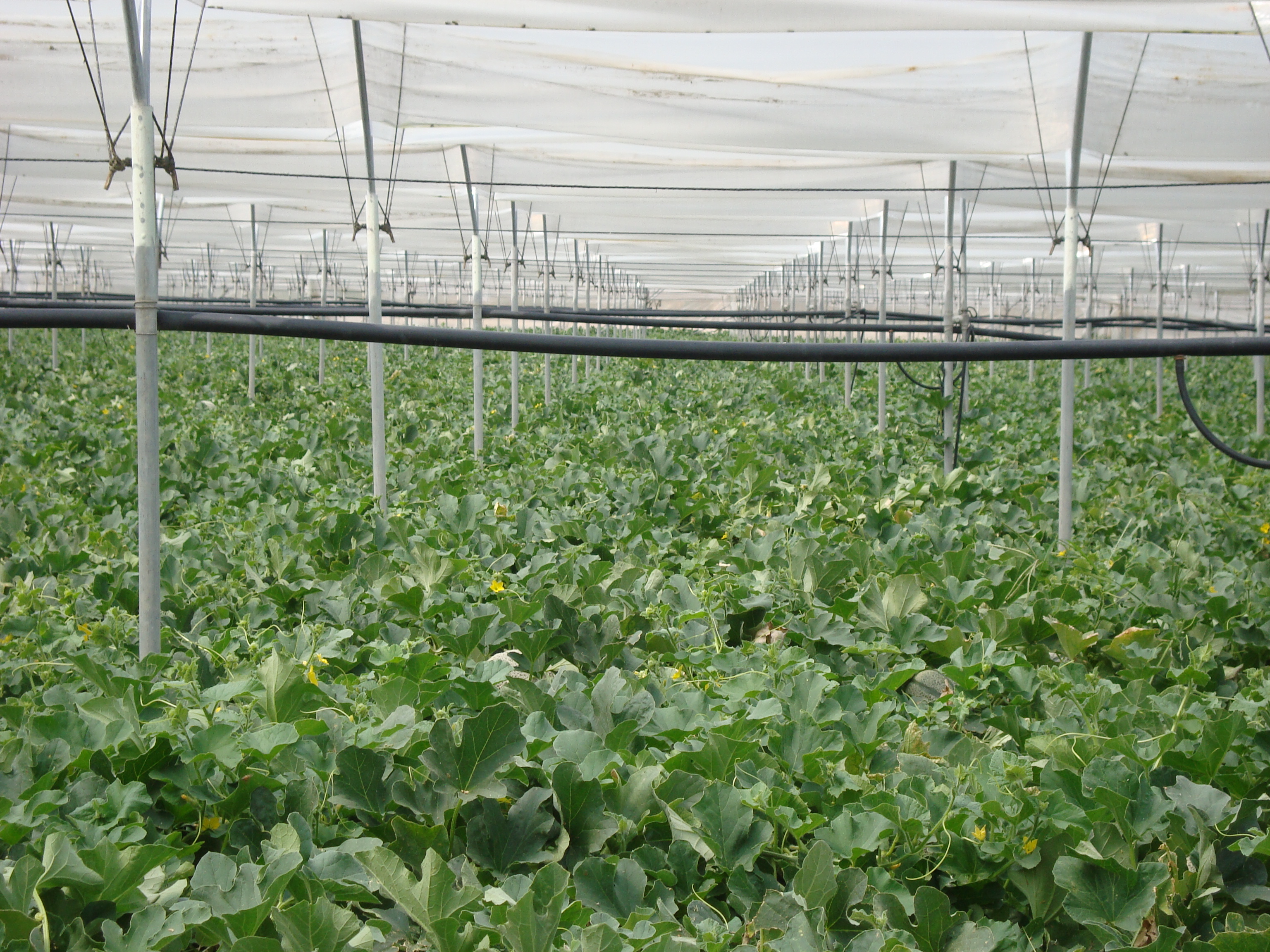 7-Soluzione-fenomeno-collasso-melone-BioAksxter-caso-studio.JPG