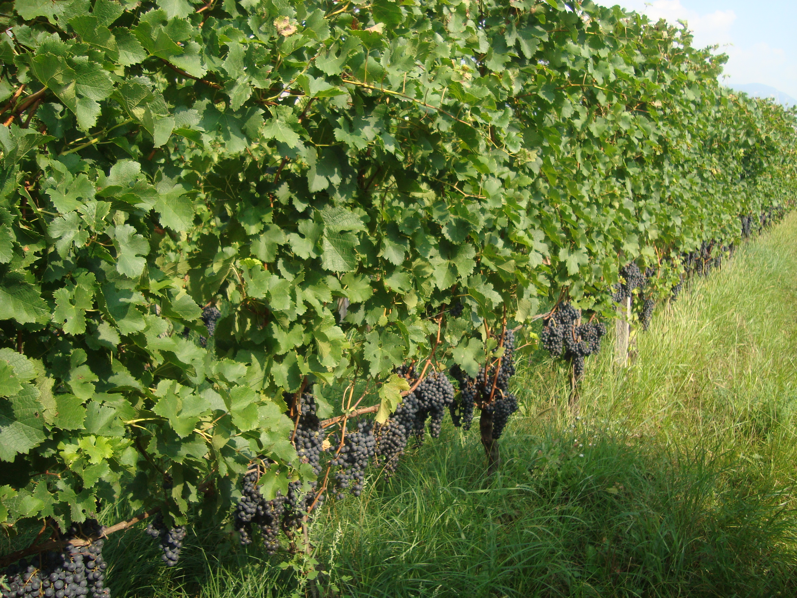 7-vigneto-Merlot-coltivato-con-BioAksxter-preservare-suolo.JPG