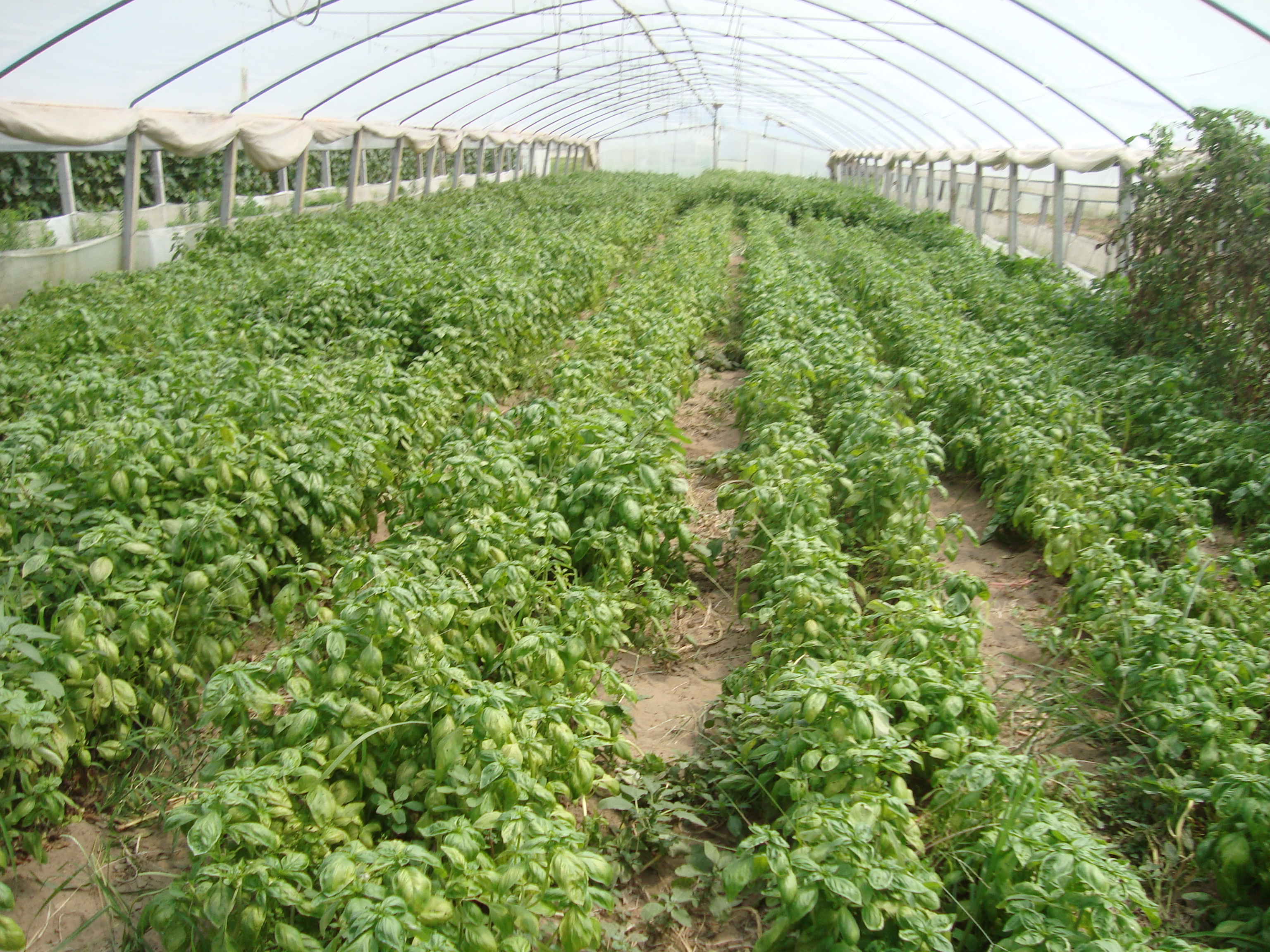 8-Basilico-come-migliorare-produzione-e-stato-sanitario.JPG 8-Basilico-come-migliorare-produzione-e-stato-sanitario.JPG