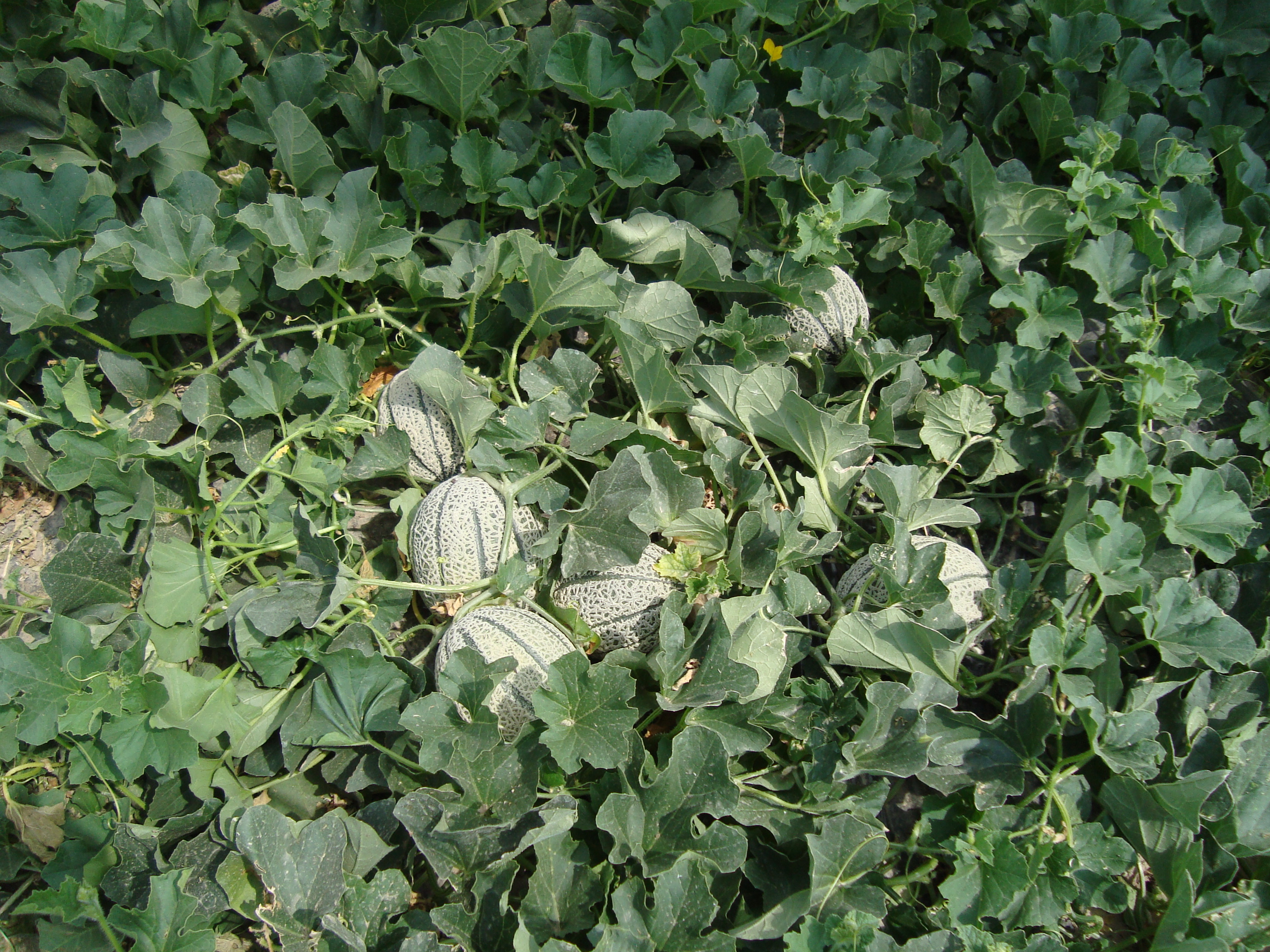 8-BioAksxter-risoluzione-collasso-melone-causato-da-Monosporascus.JPG