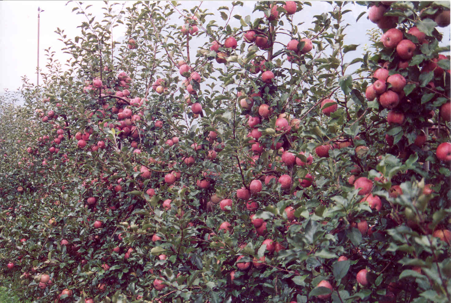 8-coltura-biologica-di-mele-Fuji-altamente-produttiva-con-BioAksxter.jpg 8-coltura-biologica-di-mele-Fuji-altamente-produttiva-con-BioAksxter.jpg