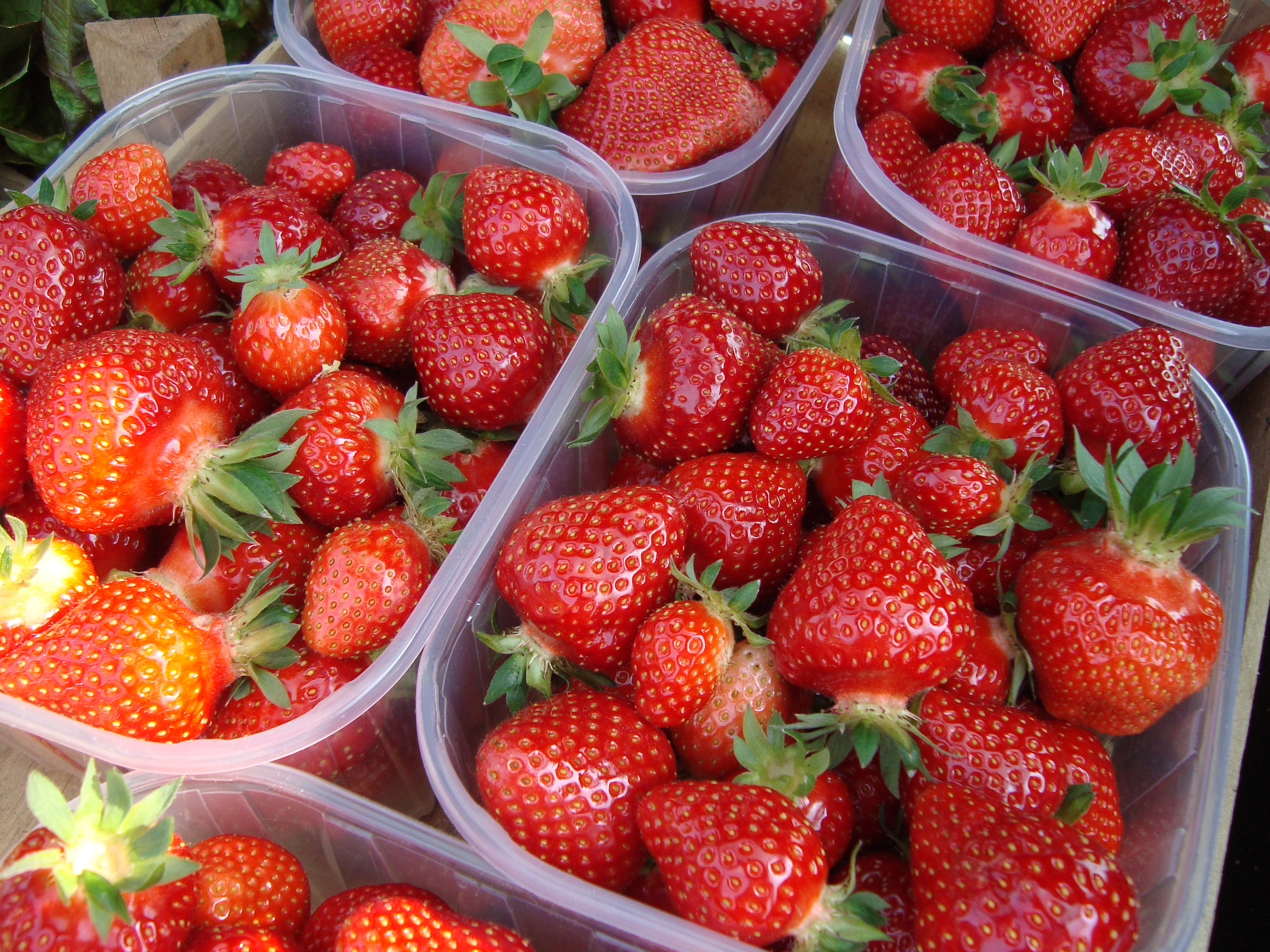 8-fragole-di-elevata-qualit-coltivate-con-BioAksxter-senza-pesticidi.JPG 8-fragole-di-elevata-qualit-coltivate-con-BioAksxter-senza-pesticidi.JPG