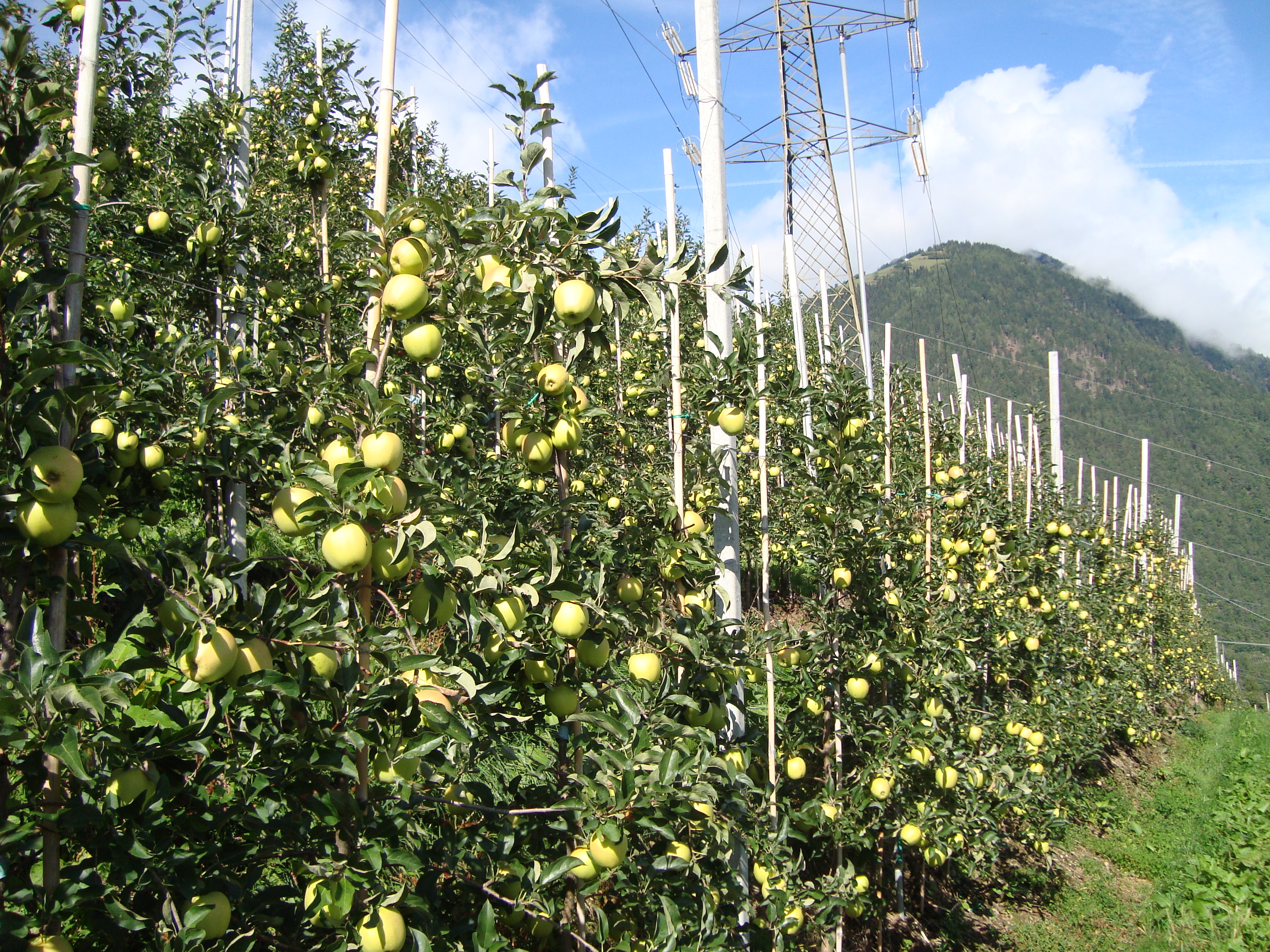 8-Golden-Delicious-qualit-e-produttivit-con-BioAksxter-concimazione-innovativa-melo.JPG 8-Golden-Delicious-qualit-e-produttivit-con-BioAksxter-concimazione-innovativa-melo.JPG