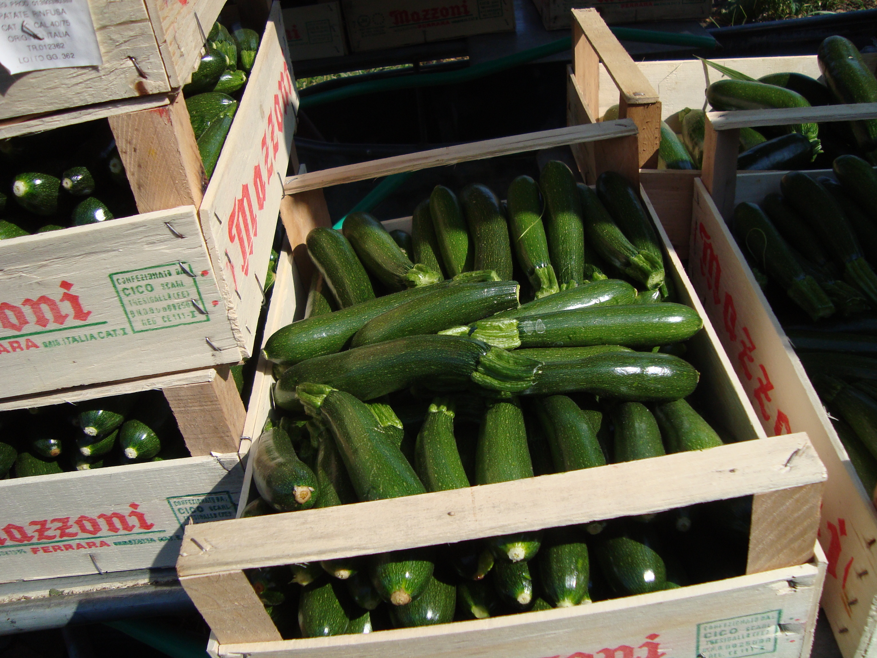 8-marciume-del-colletto-su-zucchino-soluzione-con-BioAksxter.JPG 8-marciume-del-colletto-su-zucchino-soluzione-con-BioAksxter.JPG