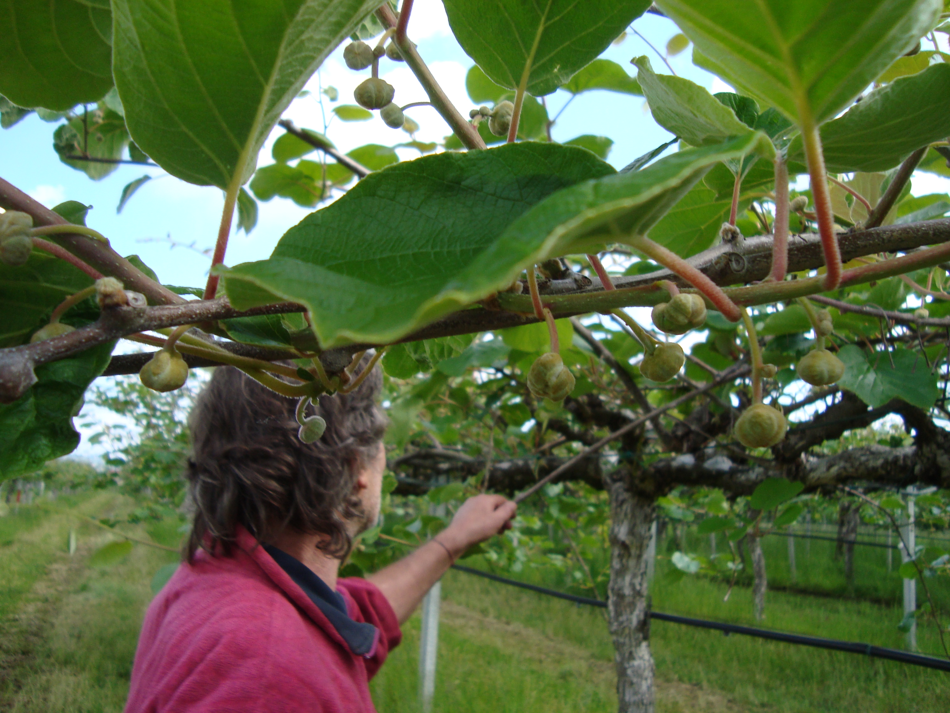 8-Mauro-Bigo-azienda-agricola-produttore-di-kiwi-con-BioAksxter.JPG