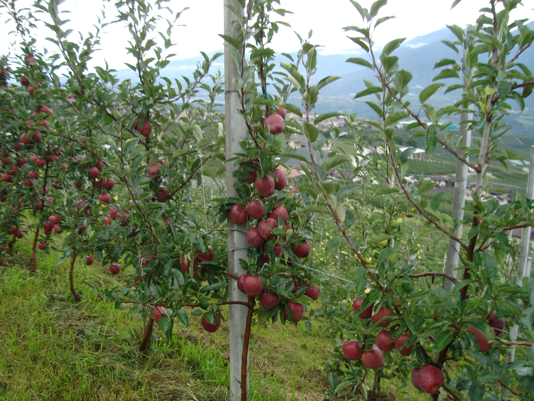 8-piante-Stark-Delicious-prive-di-cancri-rameali-utilizzando-BioAksxter.JPG 8-piante-Stark-Delicious-prive-di-cancri-rameali-utilizzando-BioAksxter.JPG