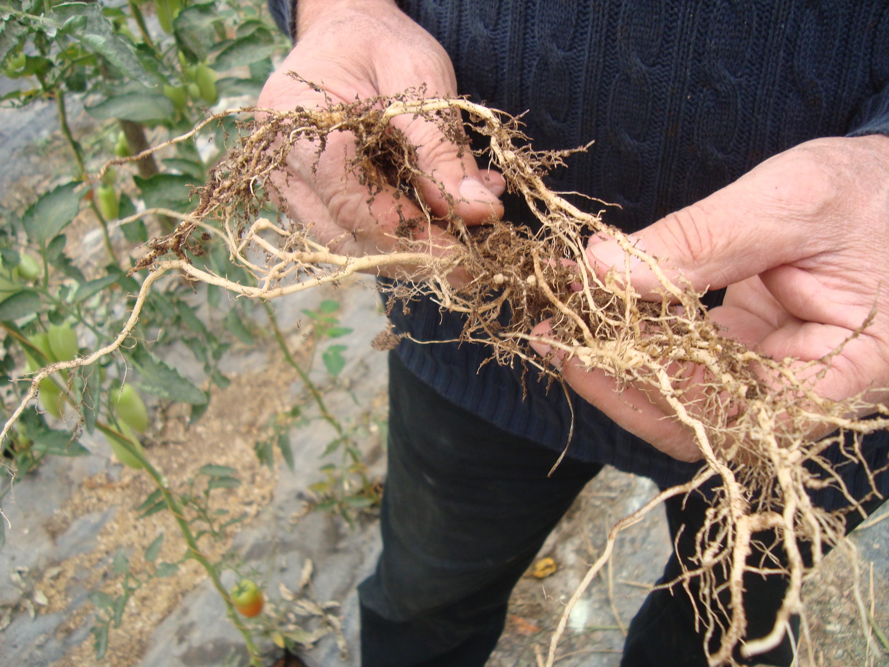8-radice-di-pomodoro-priva-di-nematodi-coltivazione-con-BioAksxter.JPG